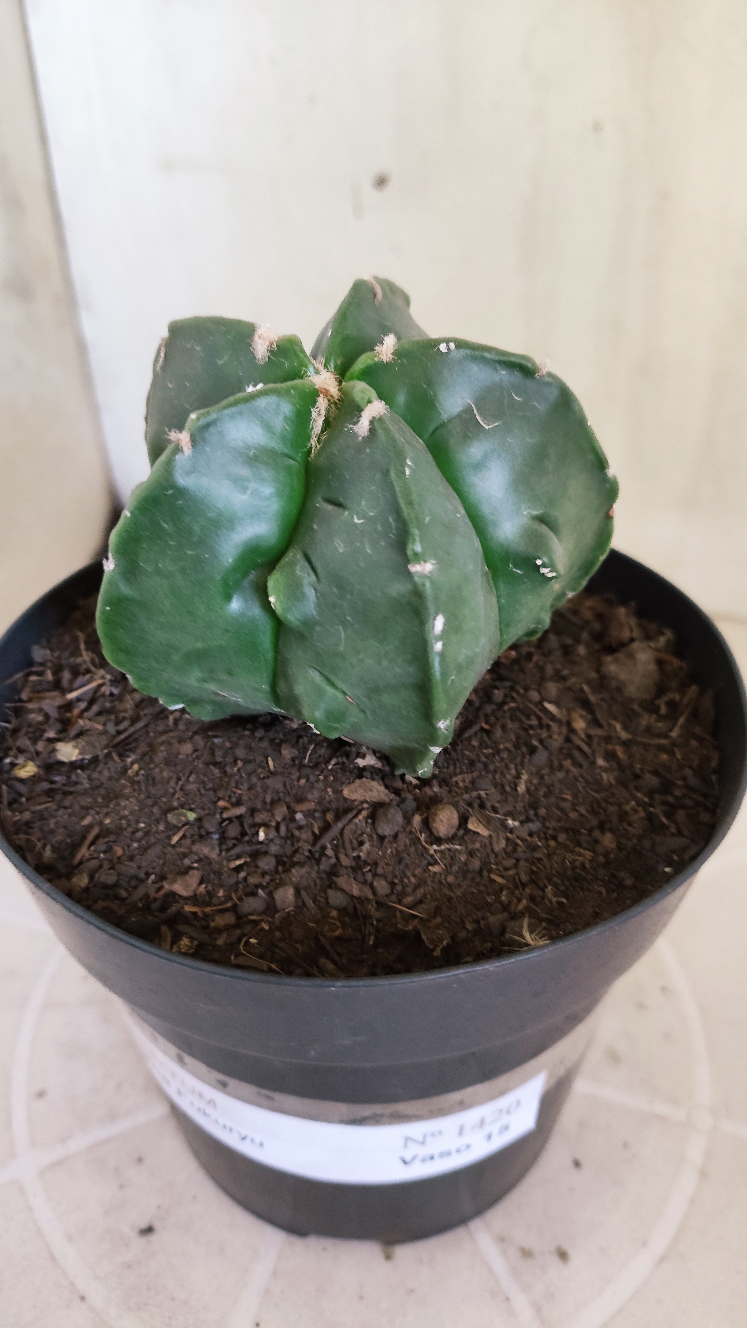 ASTROPHYTUM MYRIOSTIGMA cv KIKKO "Fukuryu"  Nº 1420 – vaso 15