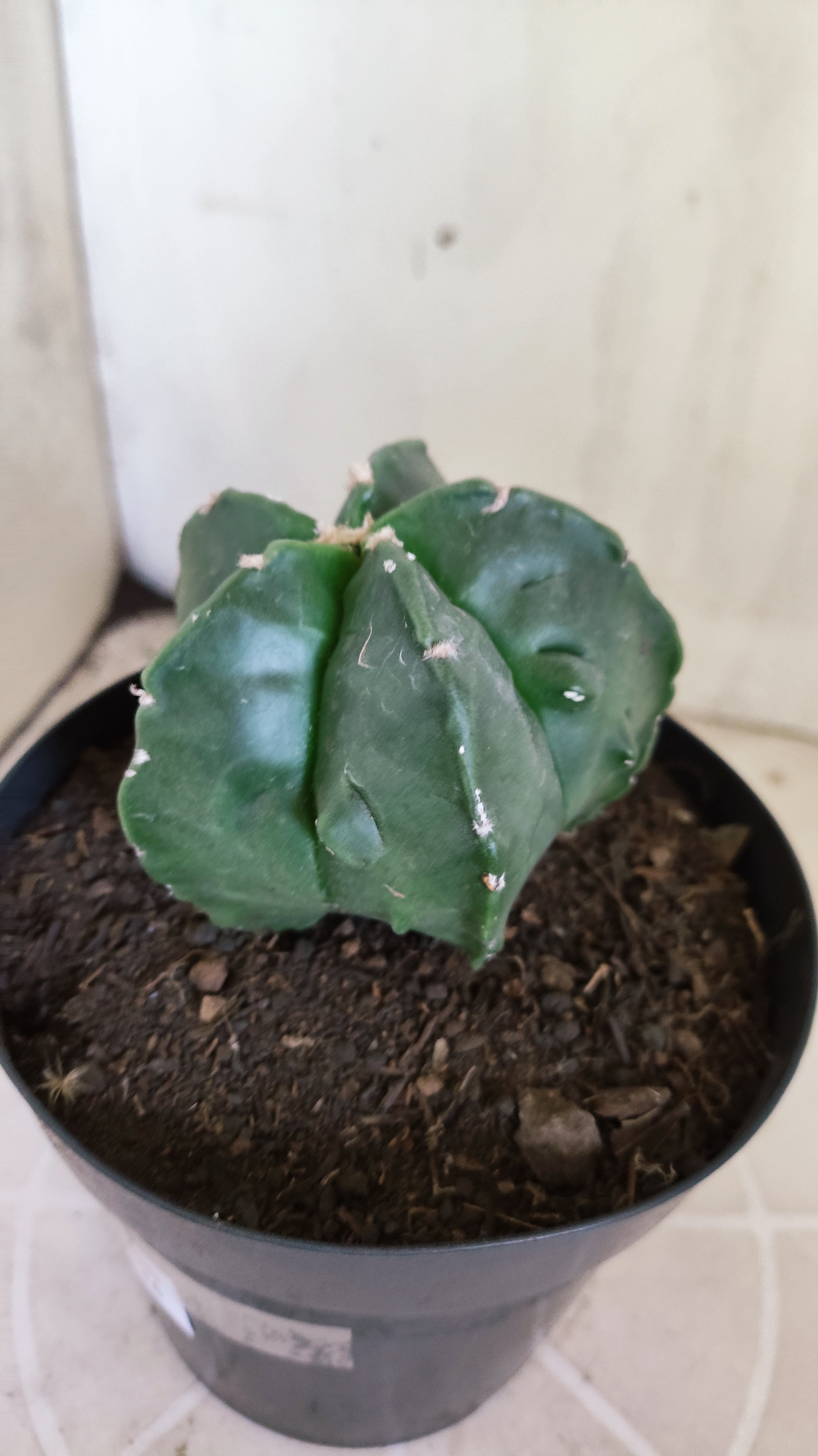 ASTROPHYTUM MYRIOSTIGMA cv KIKKO "Fukuryu"  Nº 1420 – vaso 15