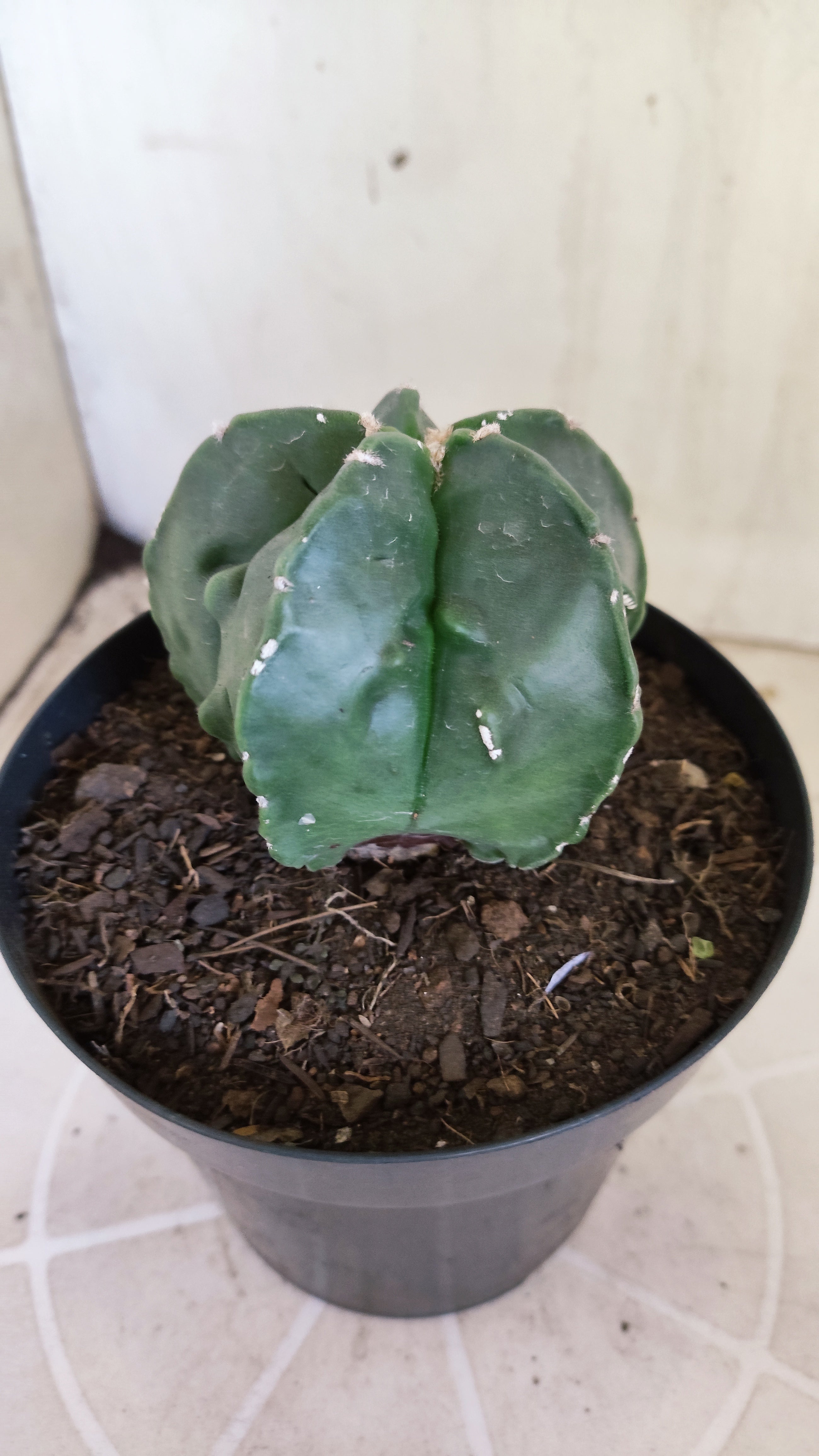 ASTROPHYTUM MYRIOSTIGMA cv KIKKO "Fukuryu"  Nº 1420 – vaso 15