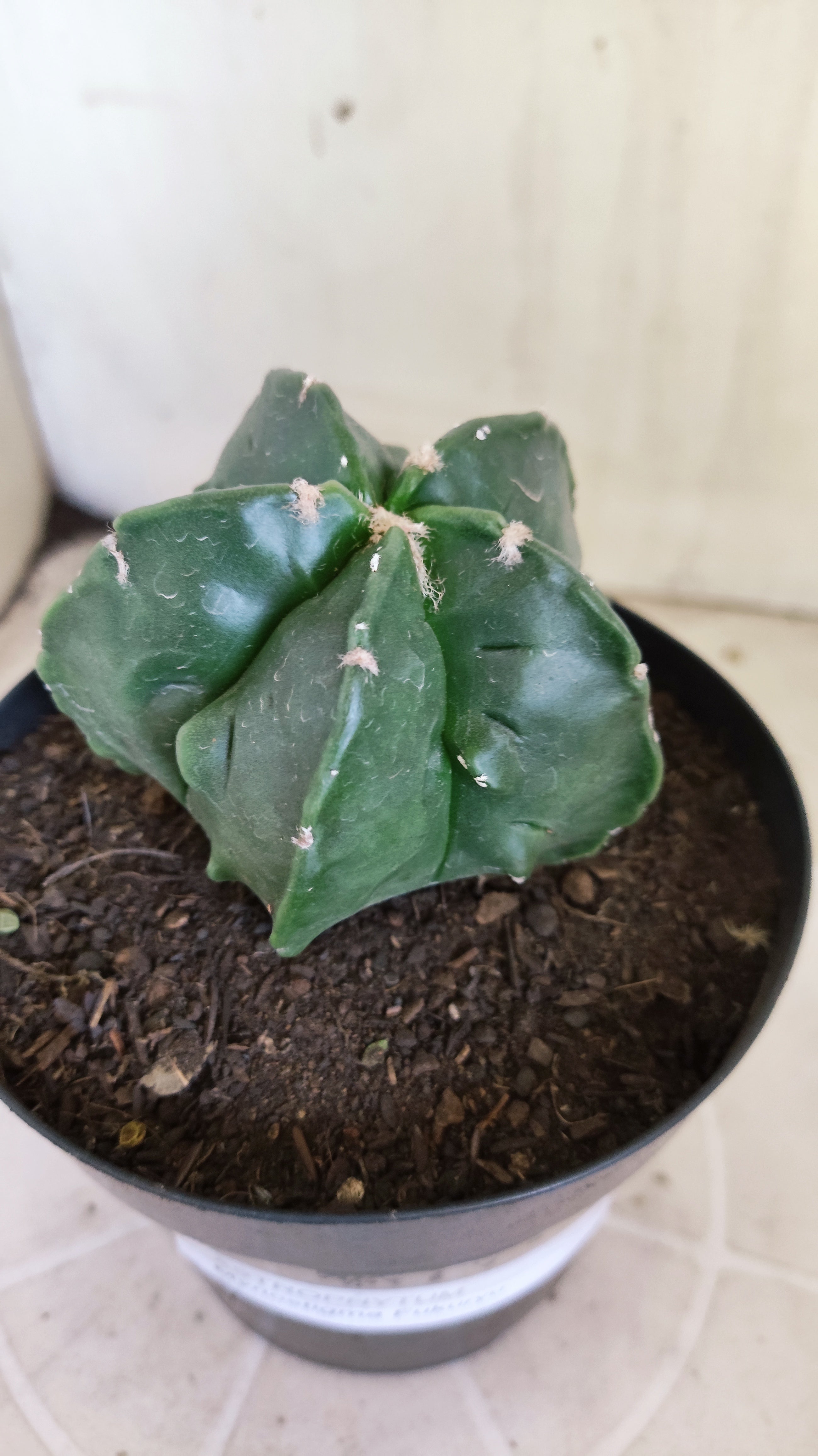 ASTROPHYTUM MYRIOSTIGMA cv KIKKO "Fukuryu"  Nº 1420 – vaso 15