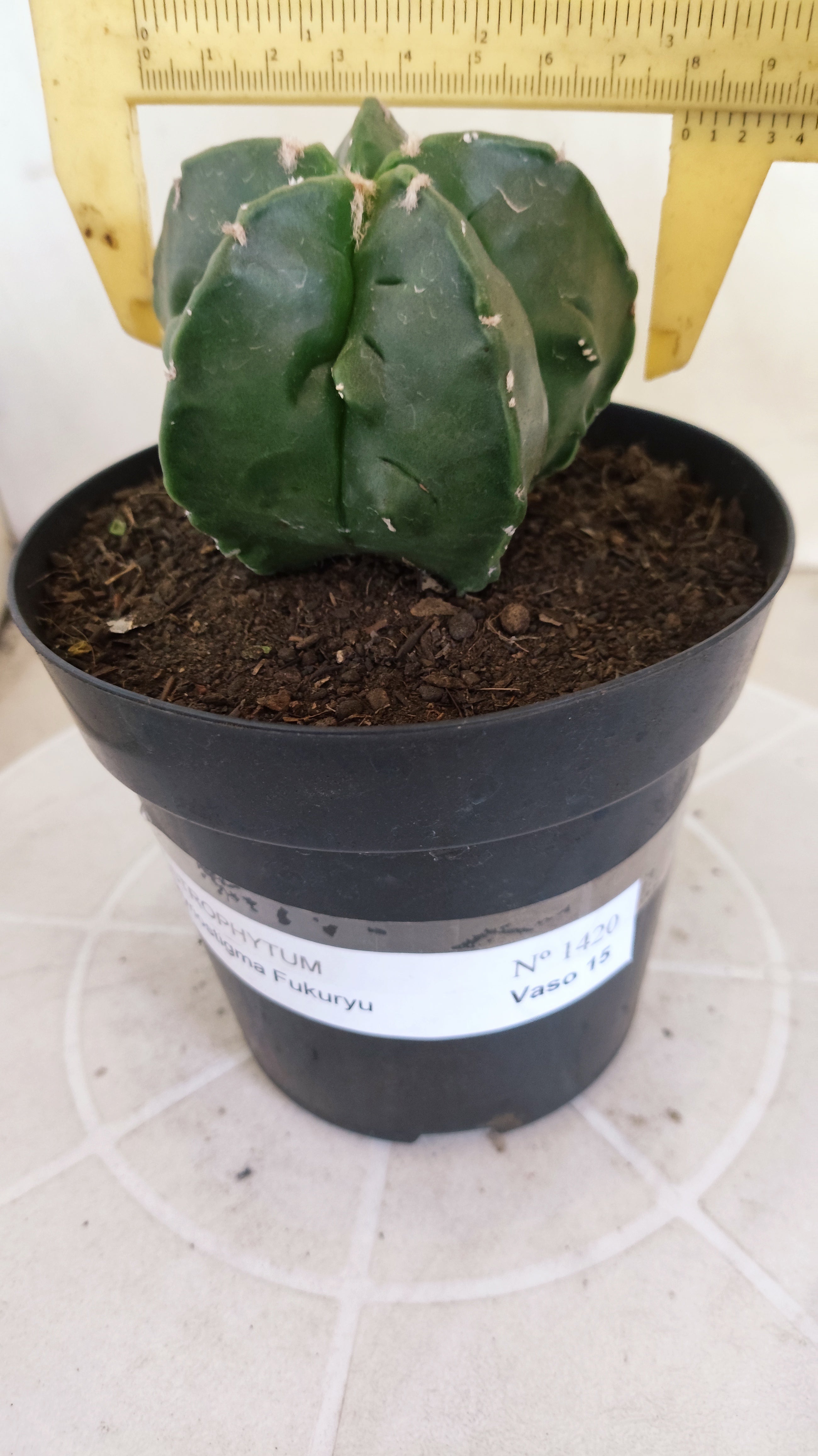 ASTROPHYTUM MYRIOSTIGMA cv KIKKO "Fukuryu"  Nº 1420 – vaso 15