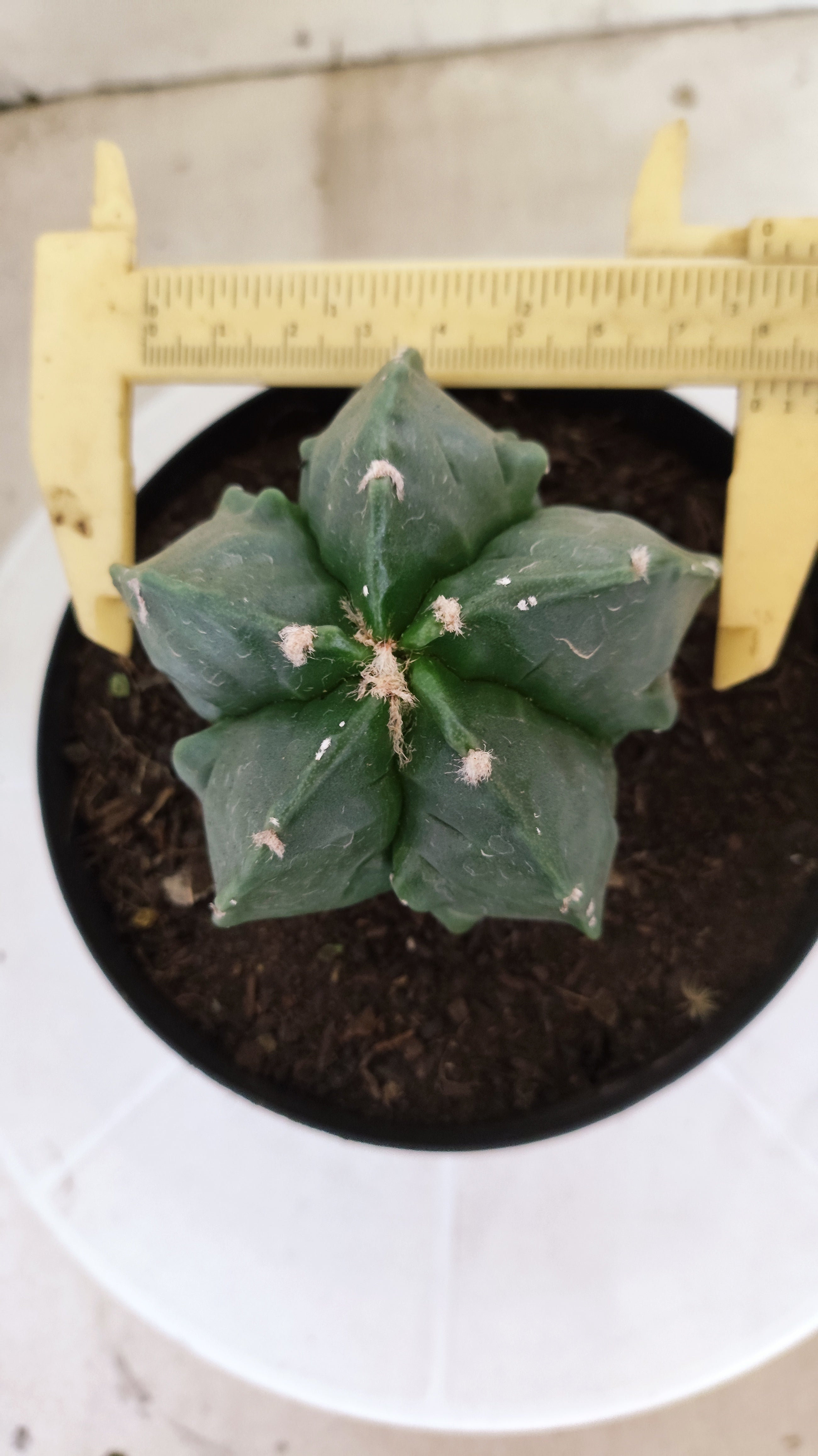 ASTROPHYTUM MYRIOSTIGMA cv KIKKO "Fukuryu"  Nº 1420 – vaso 15