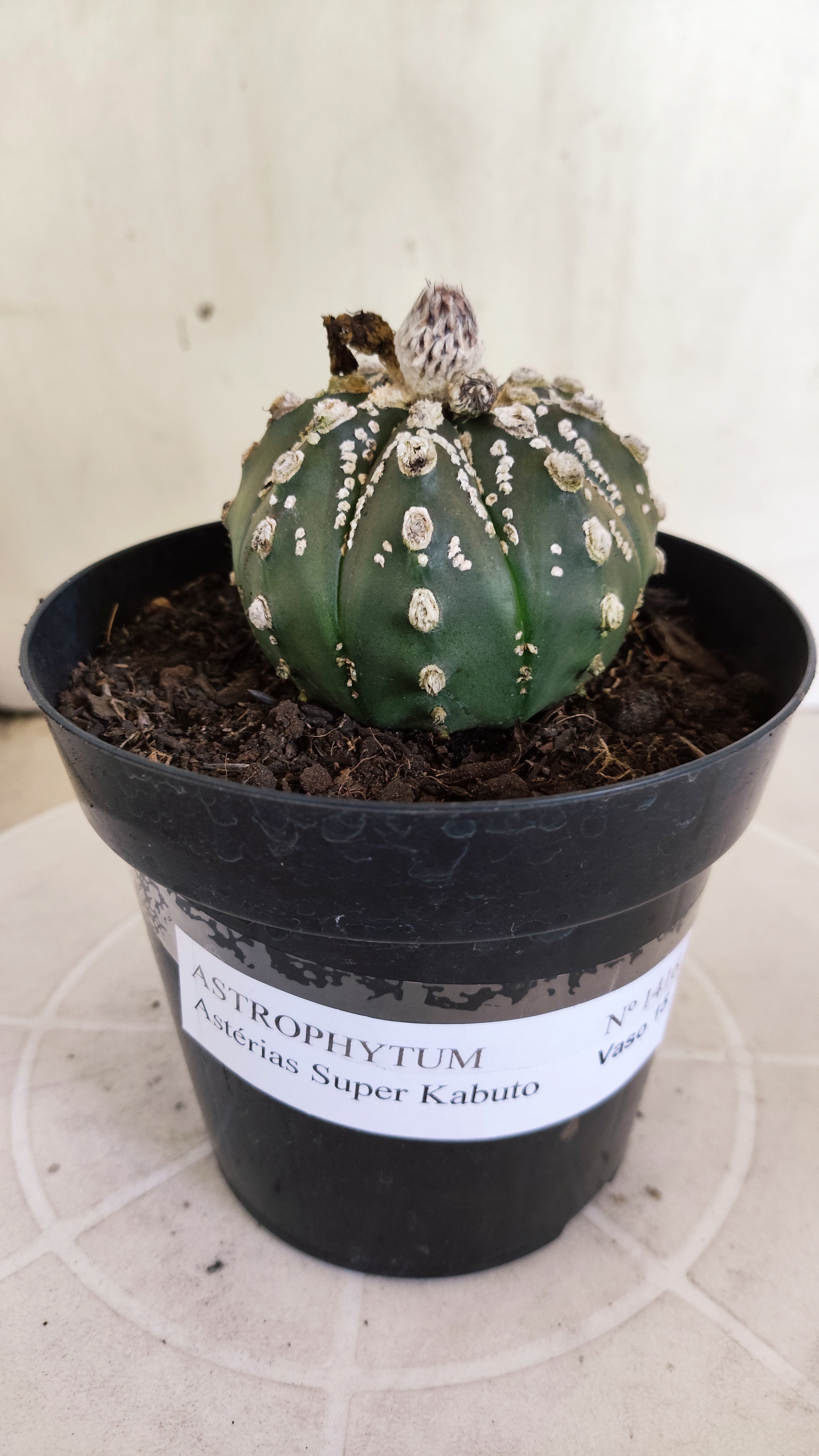 ASTROPHYTUM ASTERIAS "SUPER KABUTO"  Nº 1416 – vaso 15