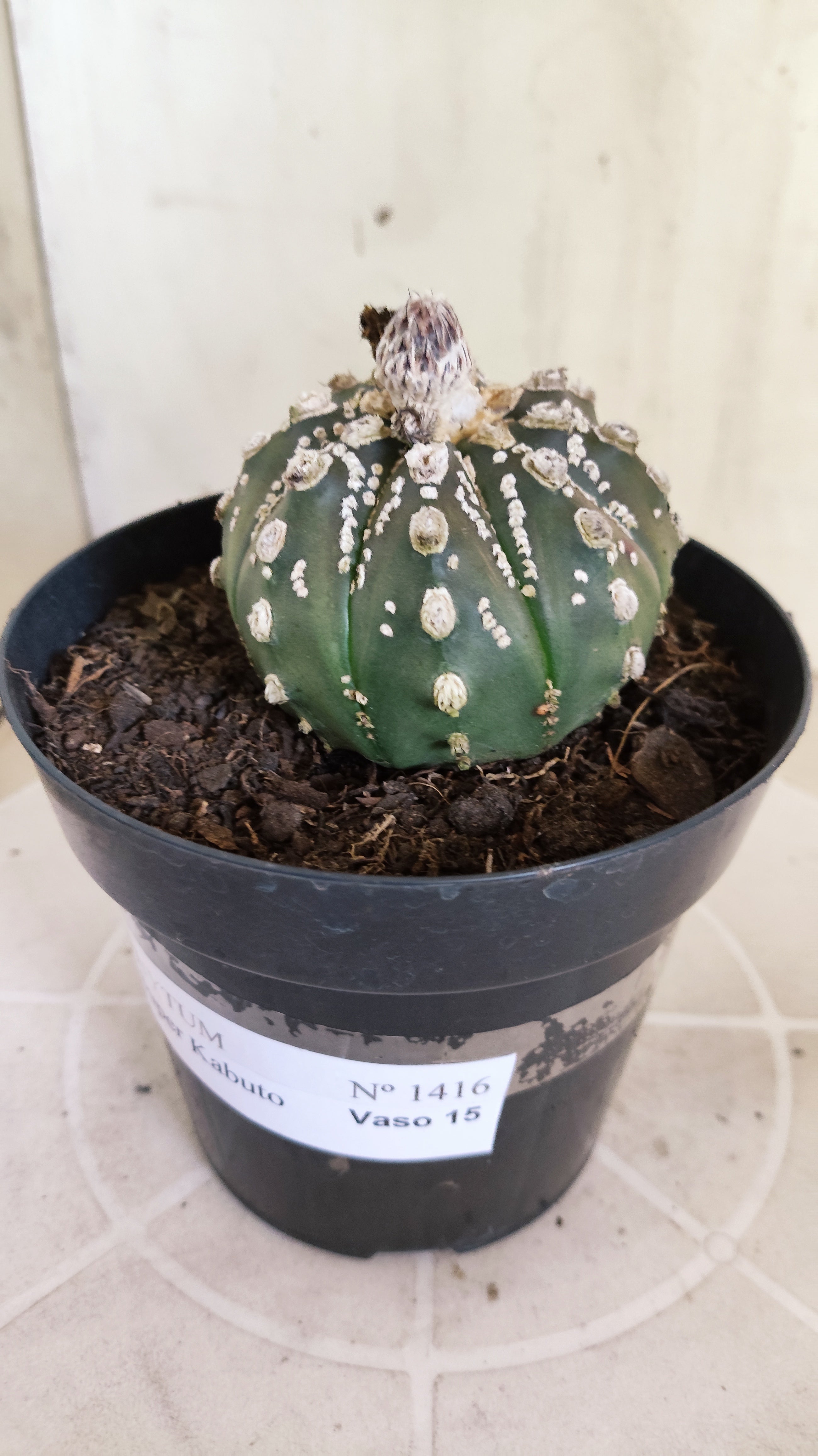 ASTROPHYTUM ASTERIAS "SUPER KABUTO"  Nº 1416 – vaso 15