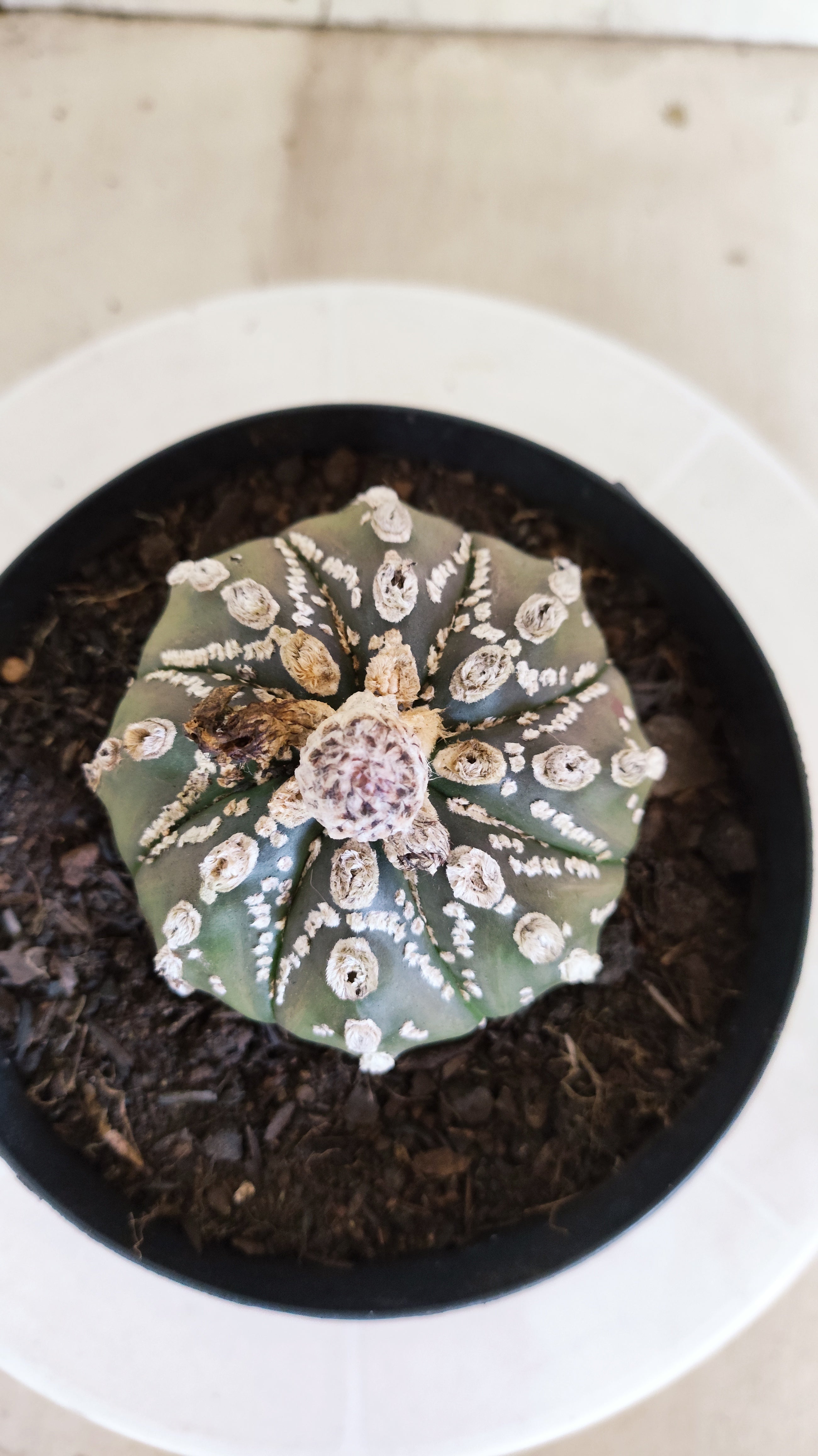 ASTROPHYTUM ASTERIAS "SUPER KABUTO"  Nº 1416 – vaso 15