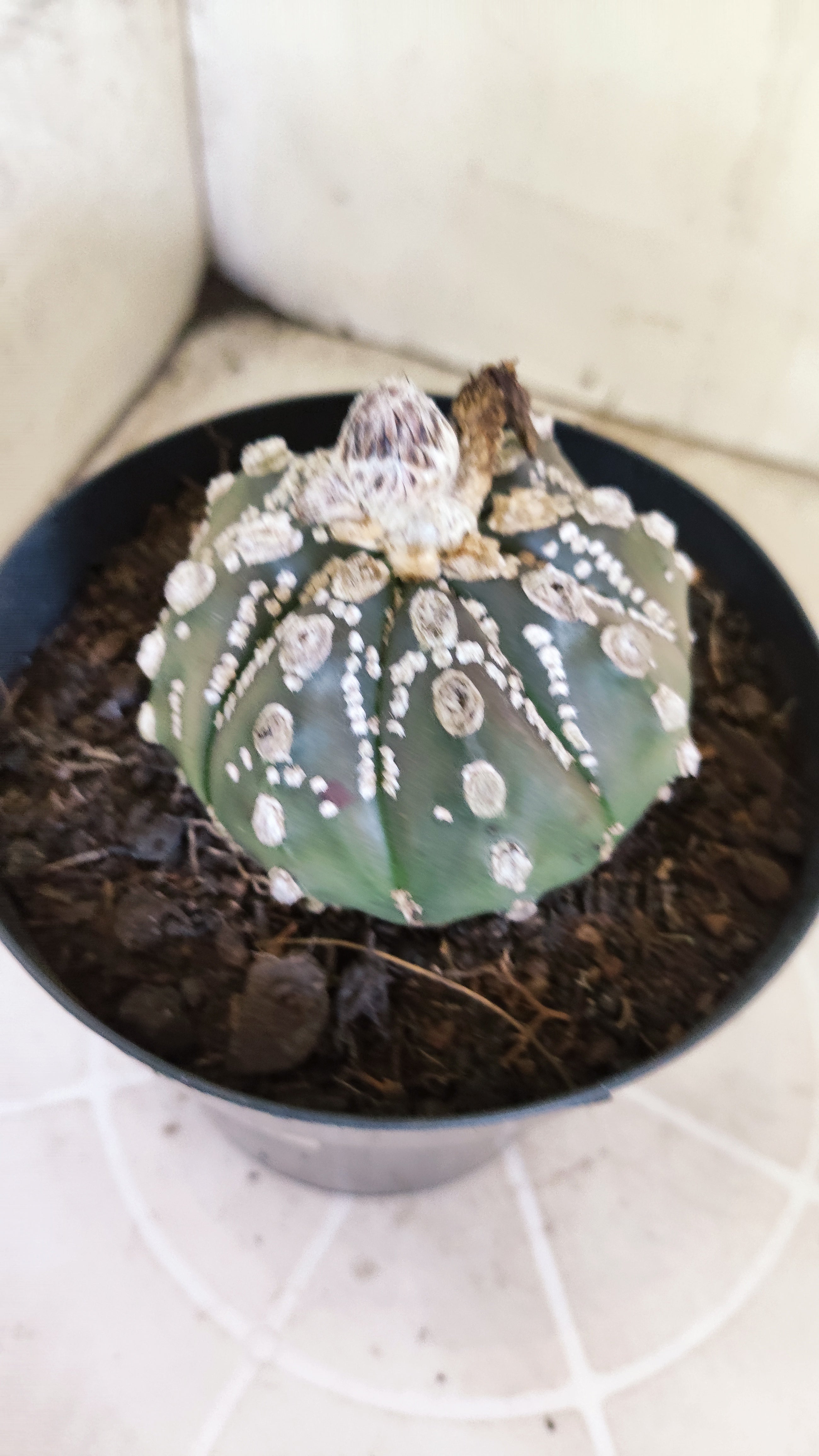 ASTROPHYTUM ASTERIAS "SUPER KABUTO"  Nº 1416 – vaso 15
