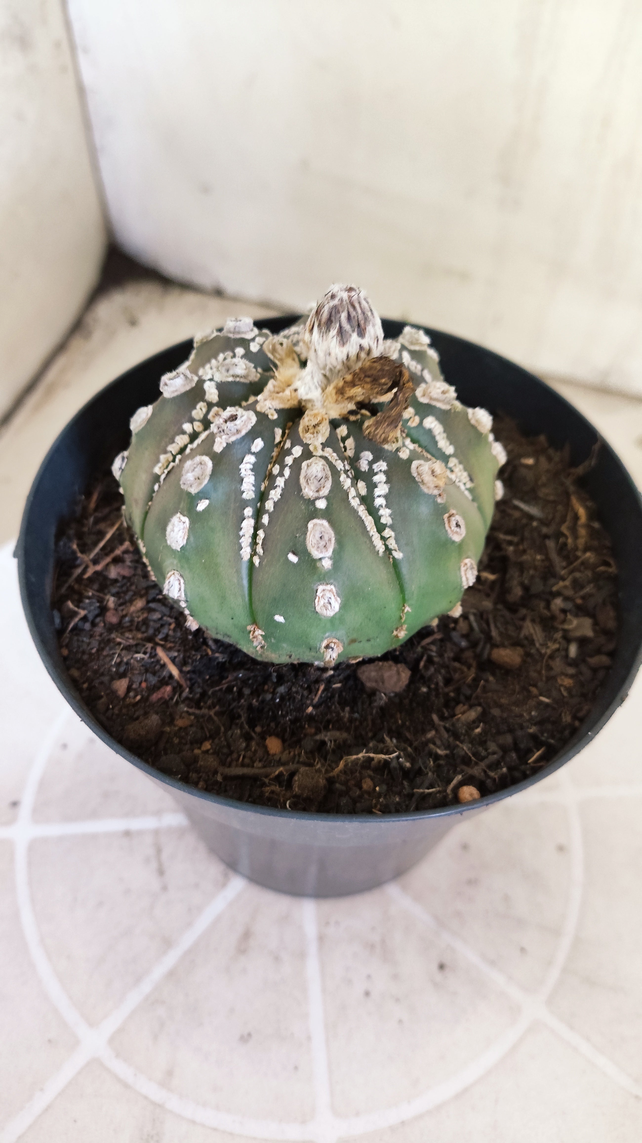 ASTROPHYTUM ASTERIAS "SUPER KABUTO"  Nº 1416 – vaso 15