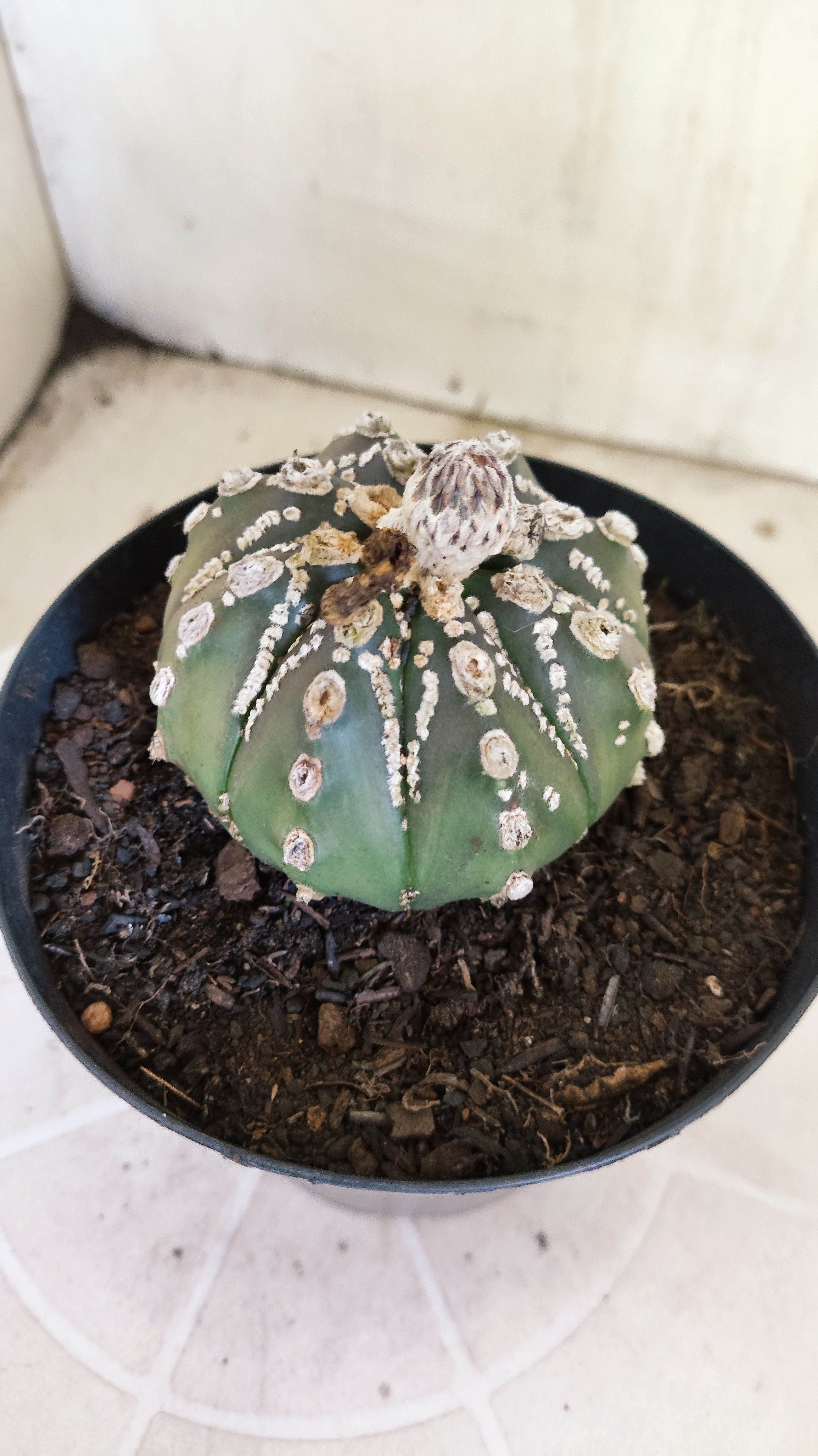 ASTROPHYTUM ASTERIAS "SUPER KABUTO"  Nº 1416 – vaso 15
