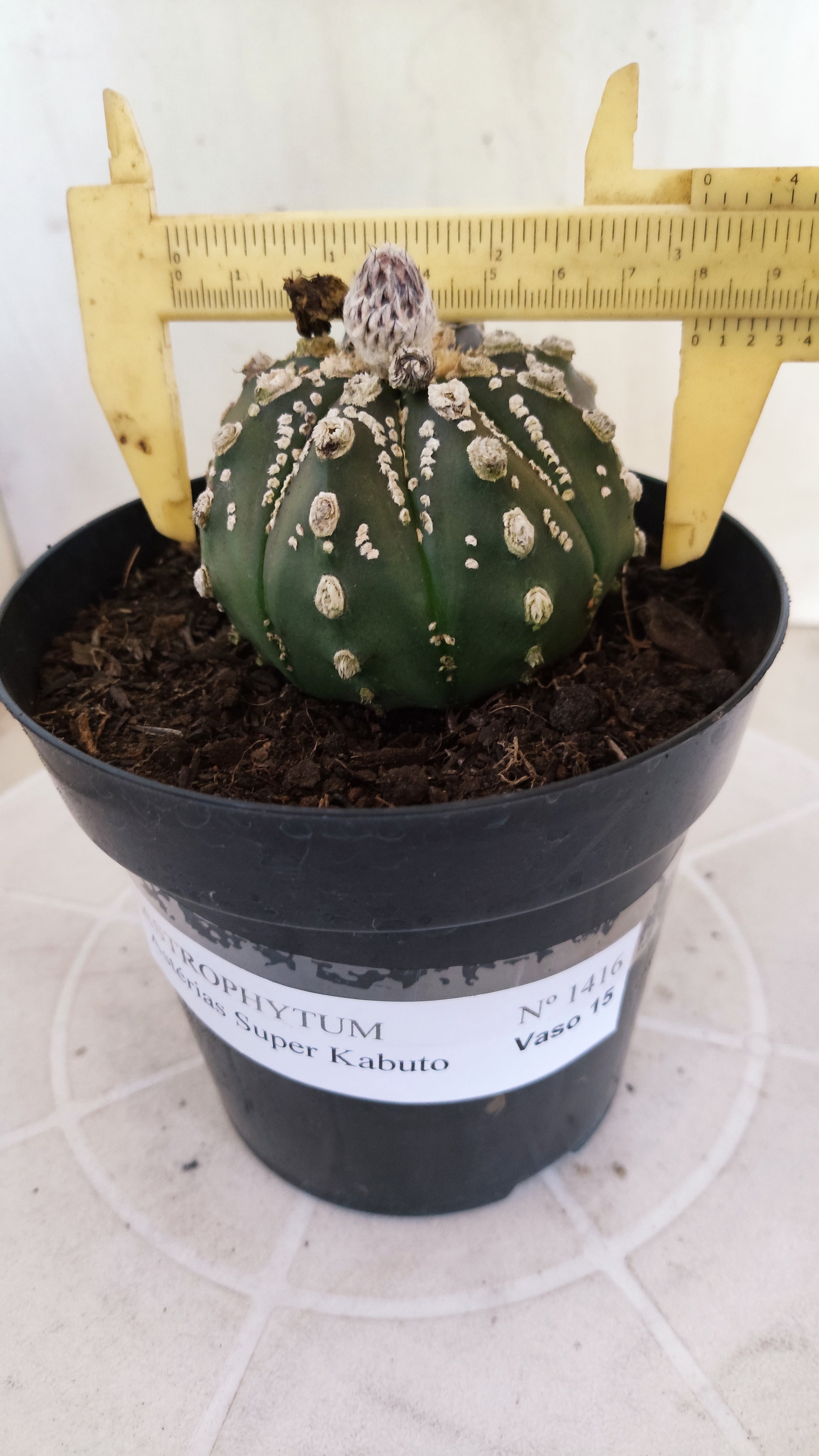 ASTROPHYTUM ASTERIAS "SUPER KABUTO"  Nº 1416 – vaso 15
