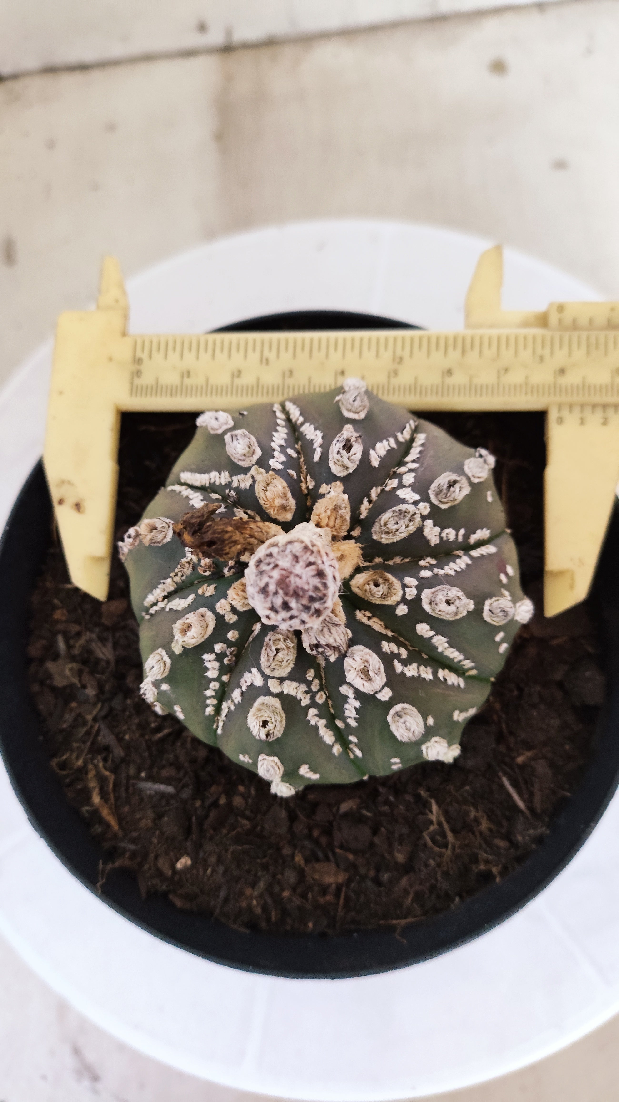 ASTROPHYTUM ASTERIAS "SUPER KABUTO"  Nº 1416 – vaso 15