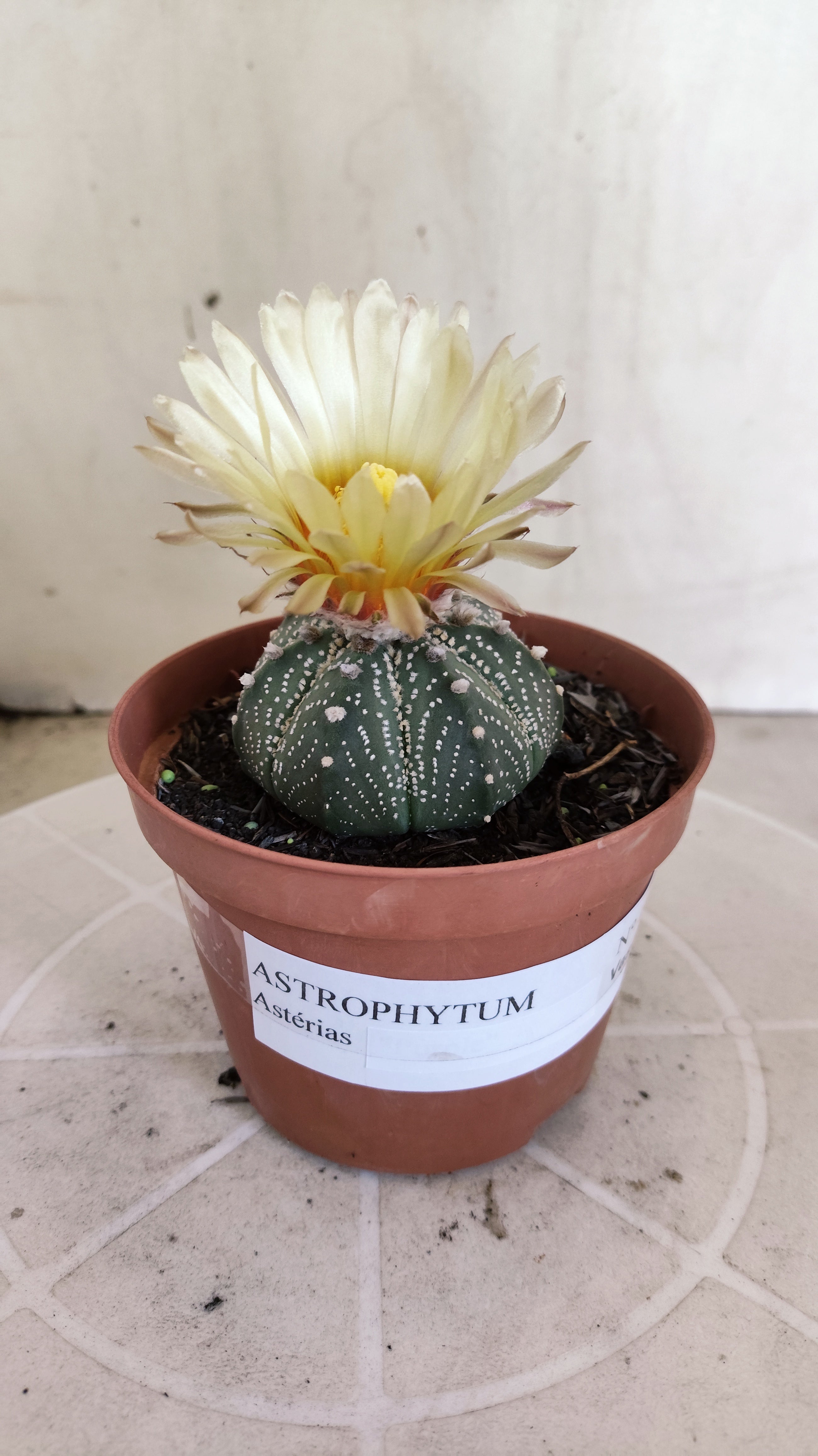 ASTROPHYTUM ASTÉRIAS  Nº 1411 – vaso 11