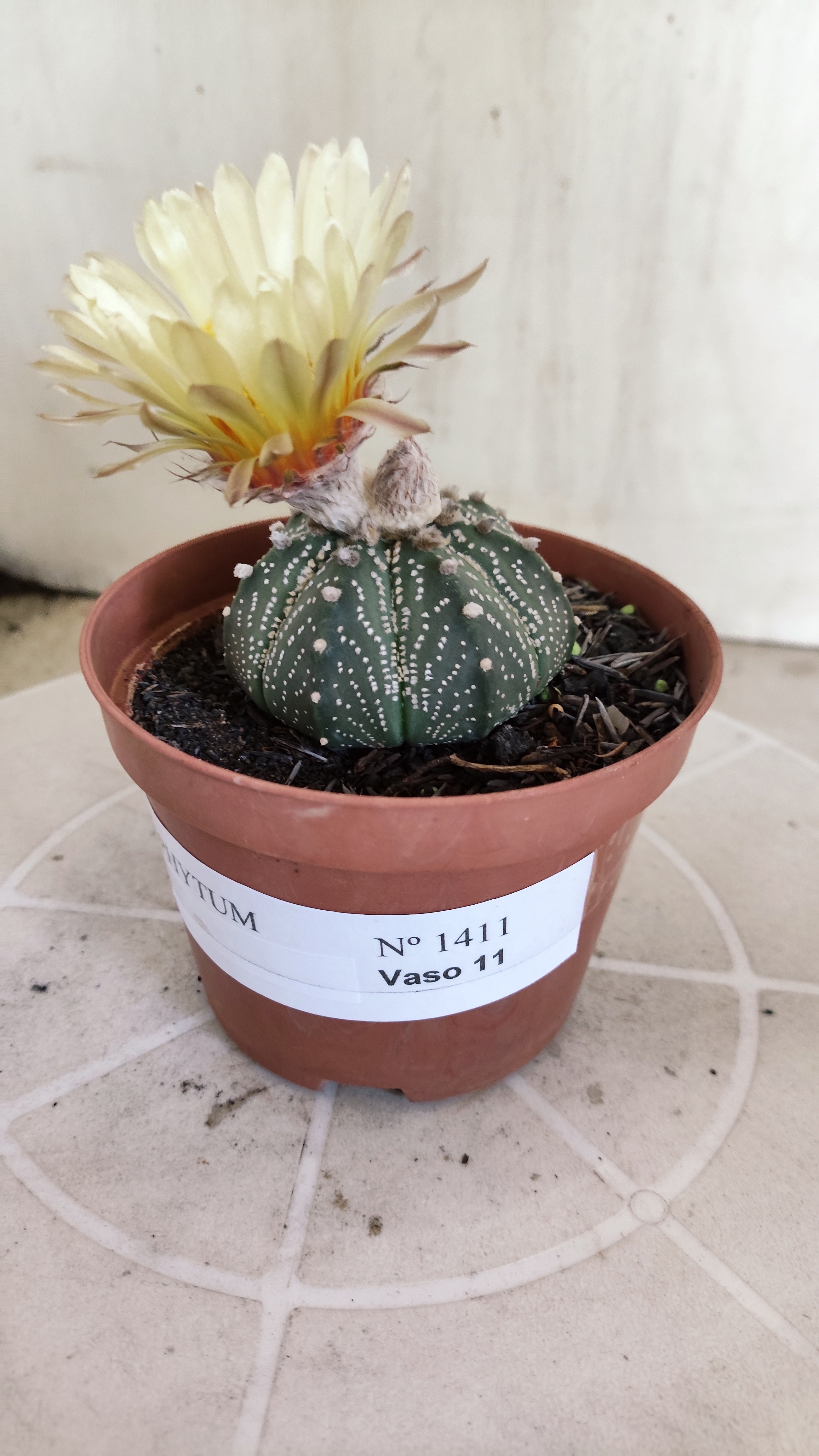 ASTROPHYTUM ASTÉRIAS  Nº 1411 – vaso 11
