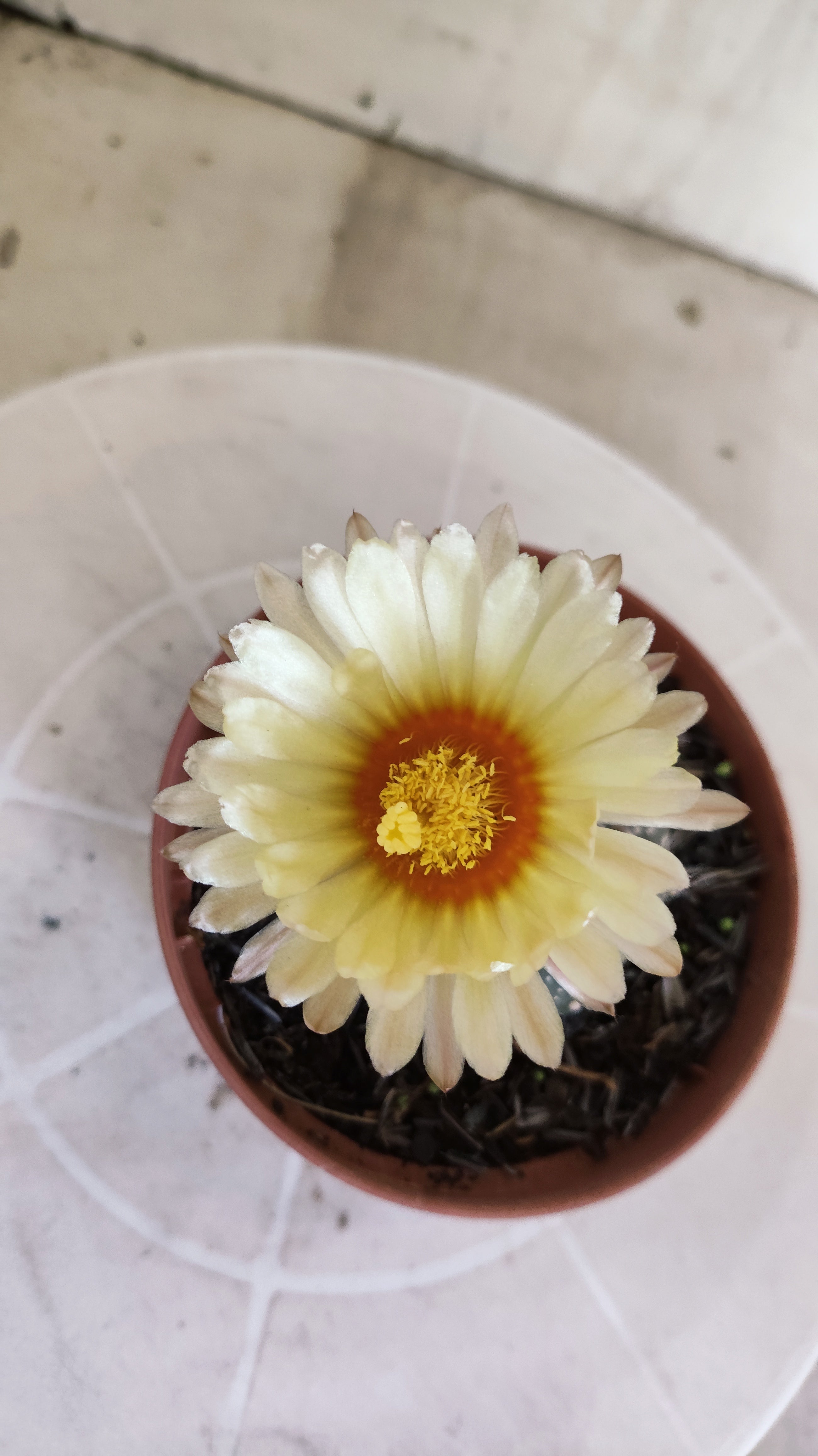ASTROPHYTUM ASTÉRIAS  Nº 1411 – vaso 11