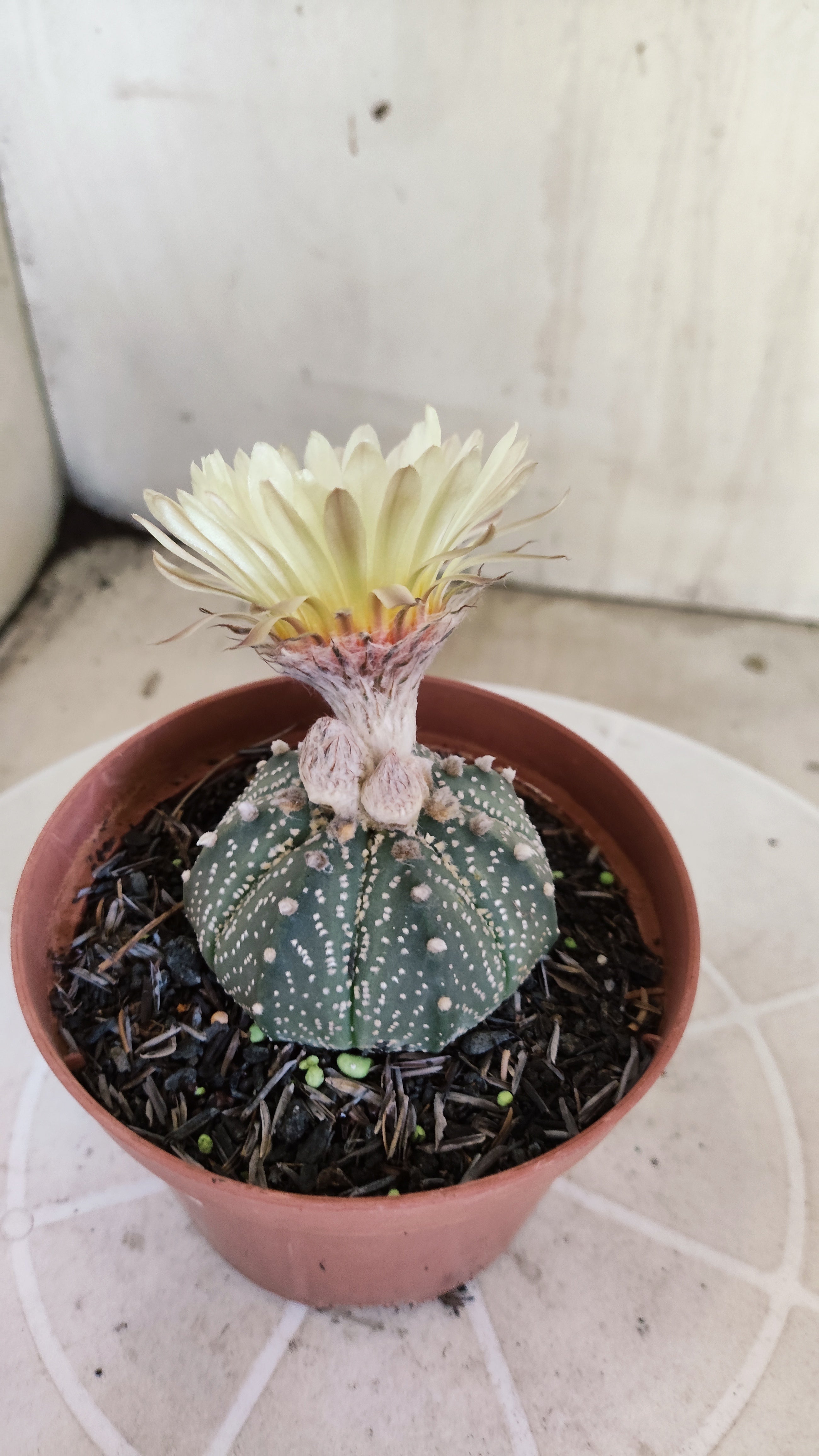ASTROPHYTUM ASTÉRIAS  Nº 1411 – vaso 11