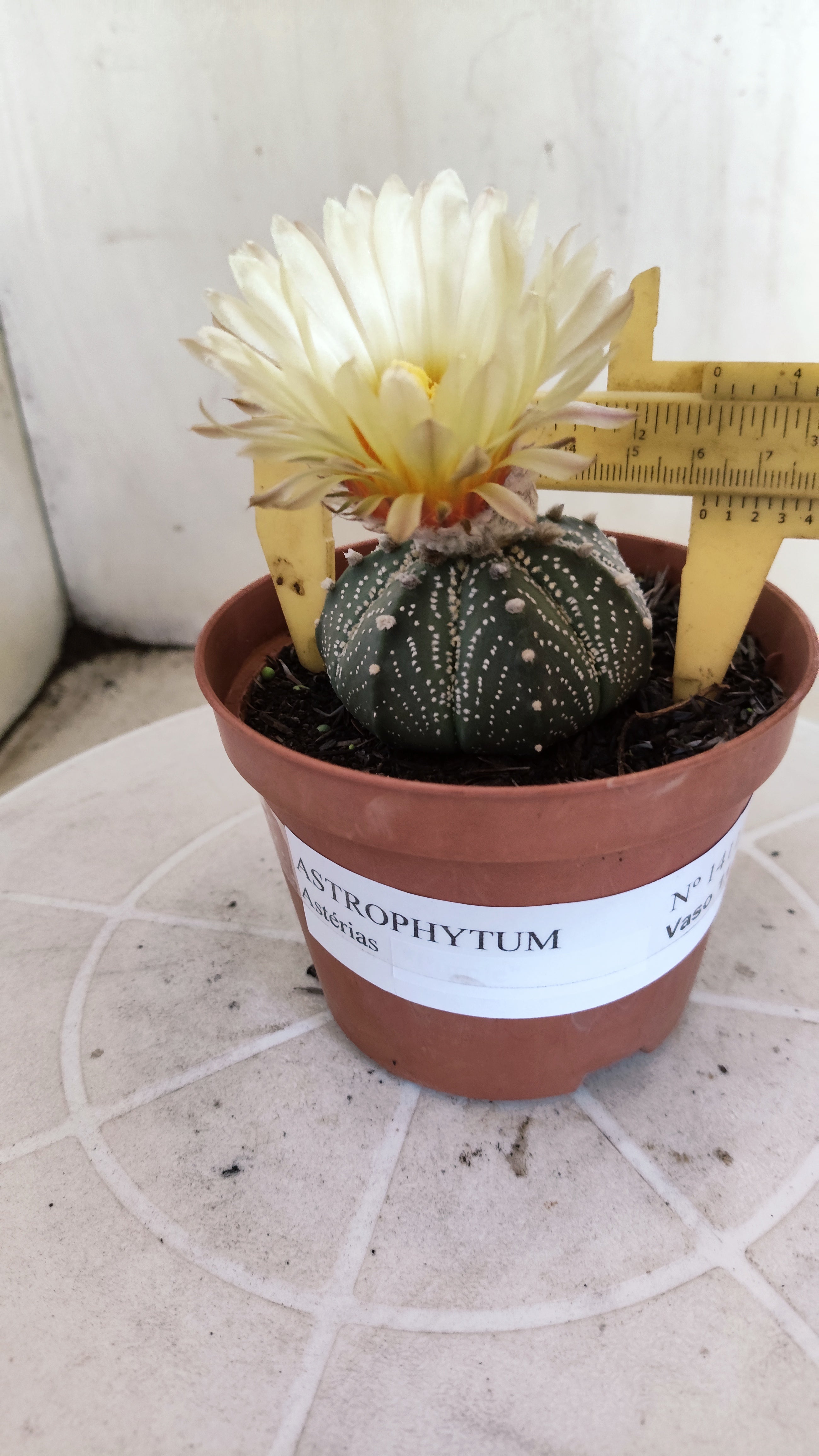 ASTROPHYTUM ASTÉRIAS  Nº 1411 – vaso 11