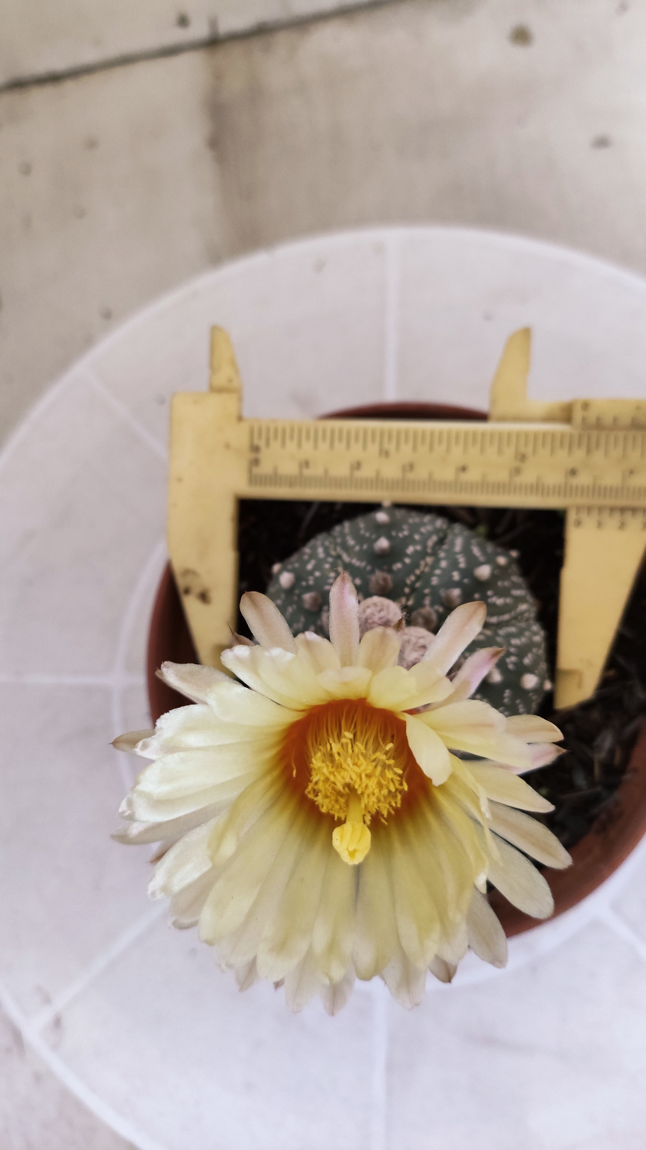 ASTROPHYTUM ASTÉRIAS  Nº 1411 – vaso 11