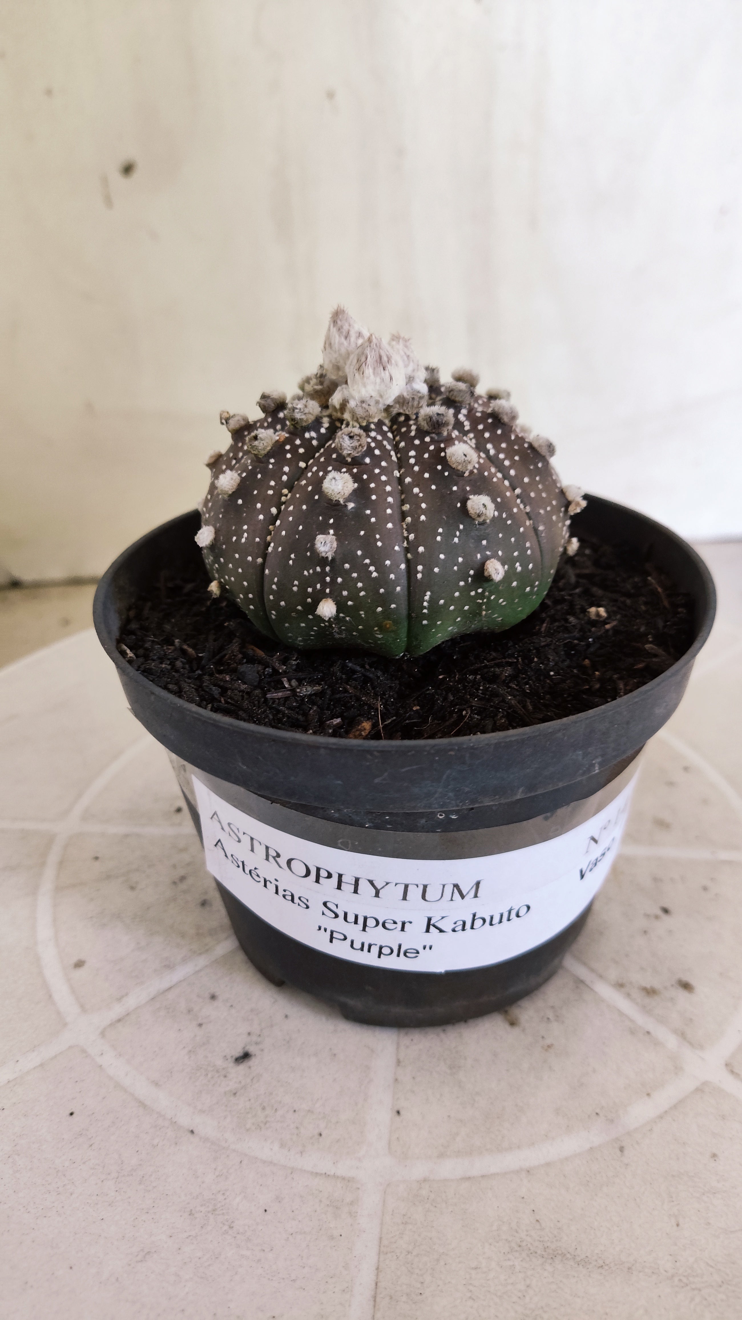 ASTROPHYTUM ASTERIAS "SUPER KABUTO - Purpke"  Nº 1410 – vaso 11