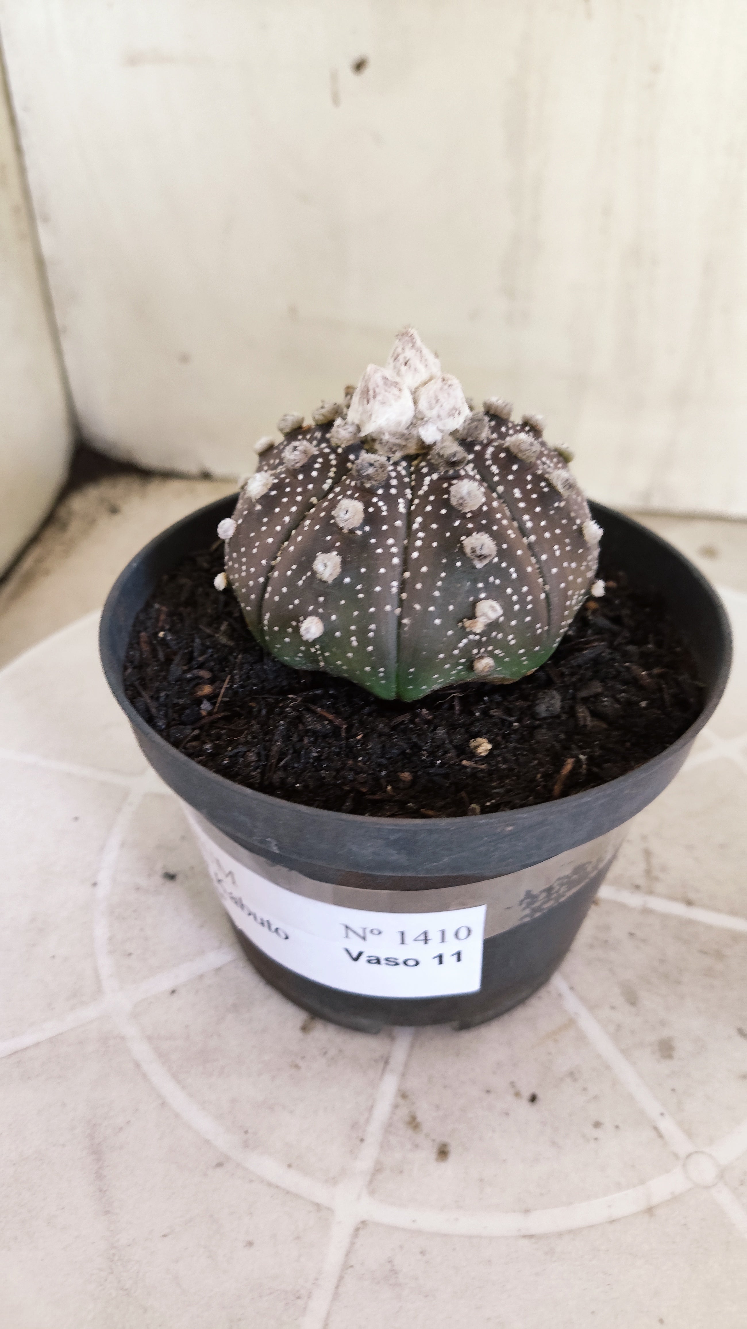 ASTROPHYTUM ASTERIAS "SUPER KABUTO - Purpke"  Nº 1410 – vaso 11