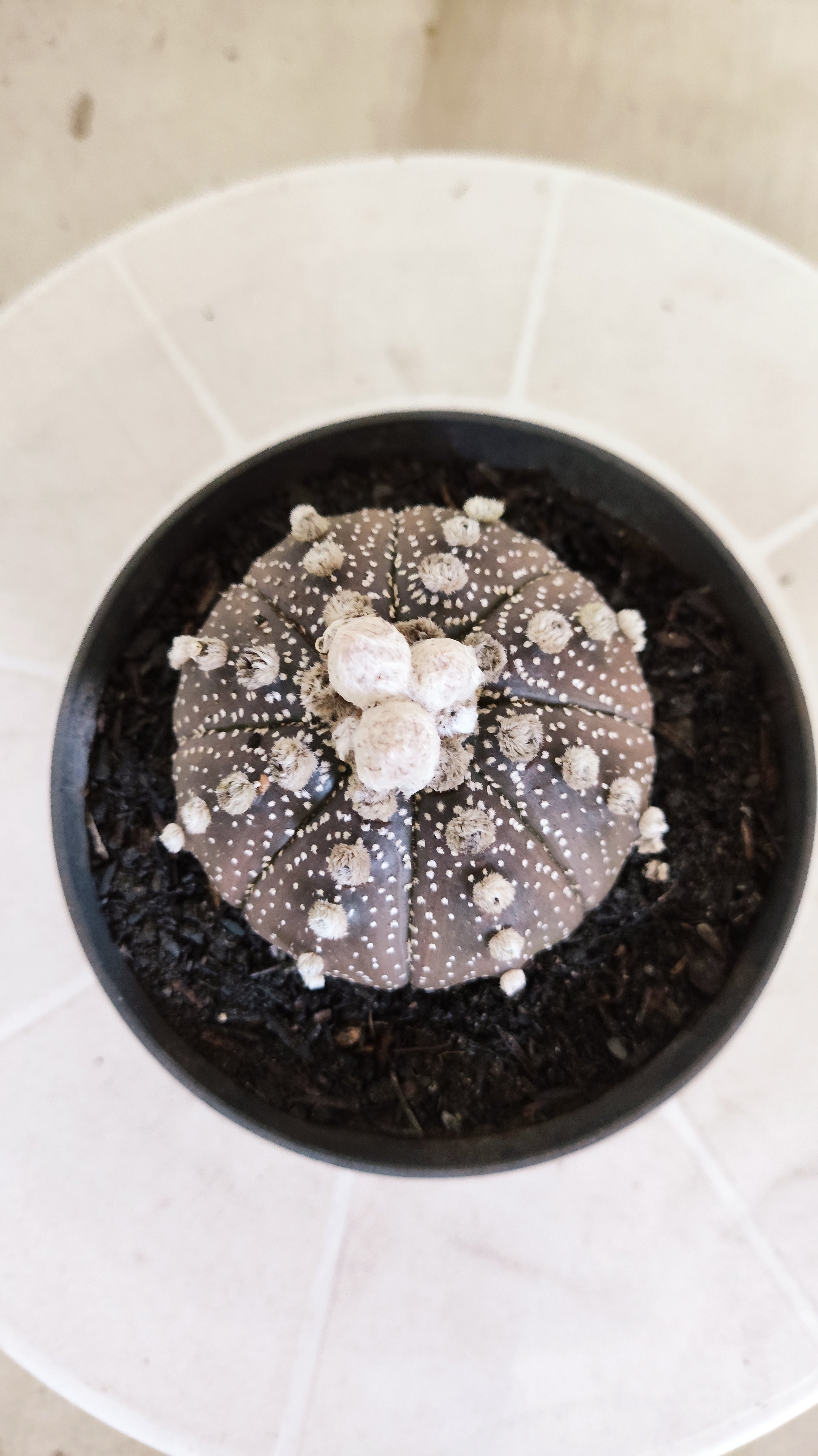 ASTROPHYTUM ASTERIAS "SUPER KABUTO - Purpke"  Nº 1410 – vaso 11