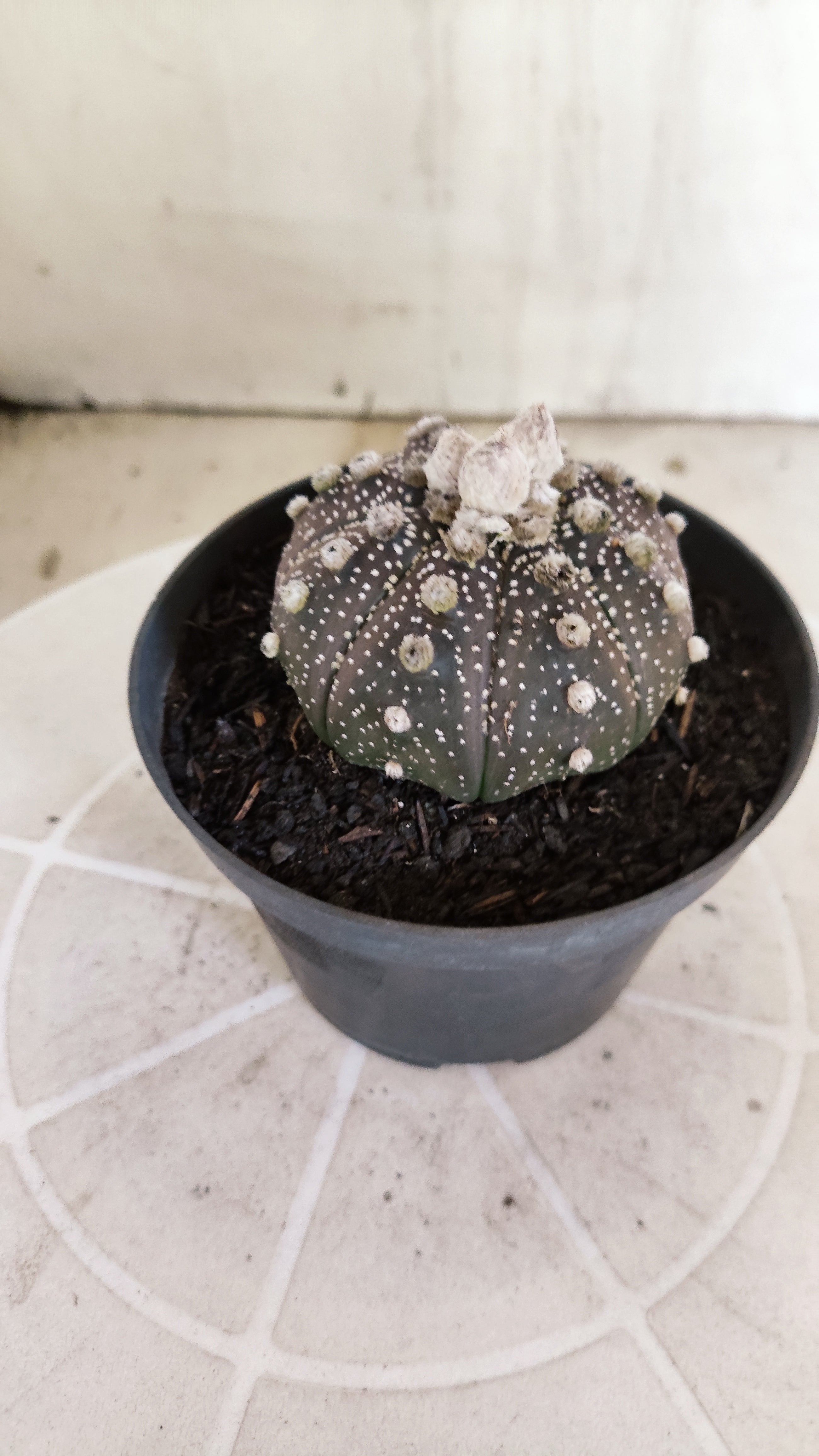 ASTROPHYTUM ASTERIAS "SUPER KABUTO - Purpke"  Nº 1410 – vaso 11