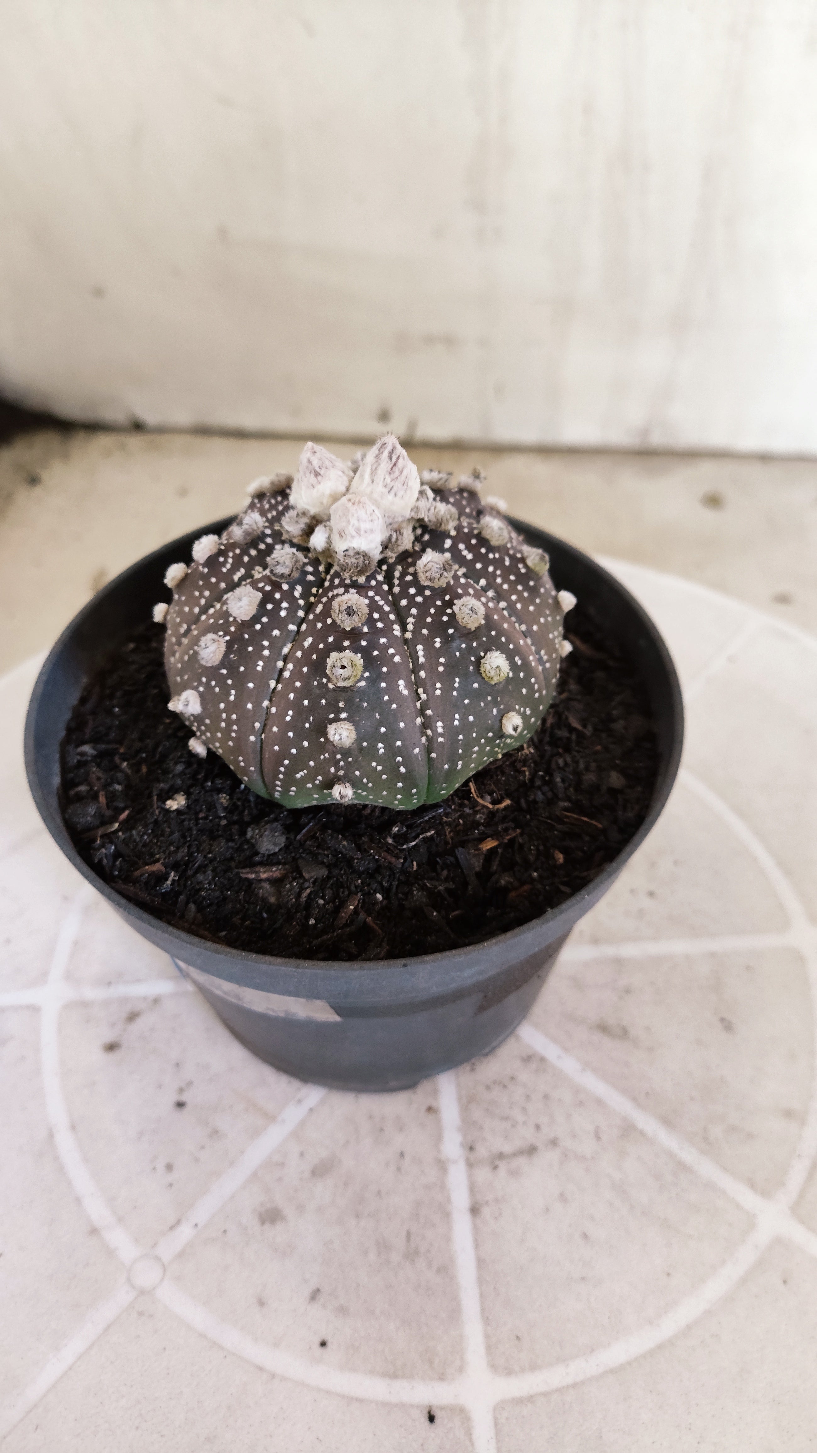 ASTROPHYTUM ASTERIAS "SUPER KABUTO - Purpke"  Nº 1410 – vaso 11