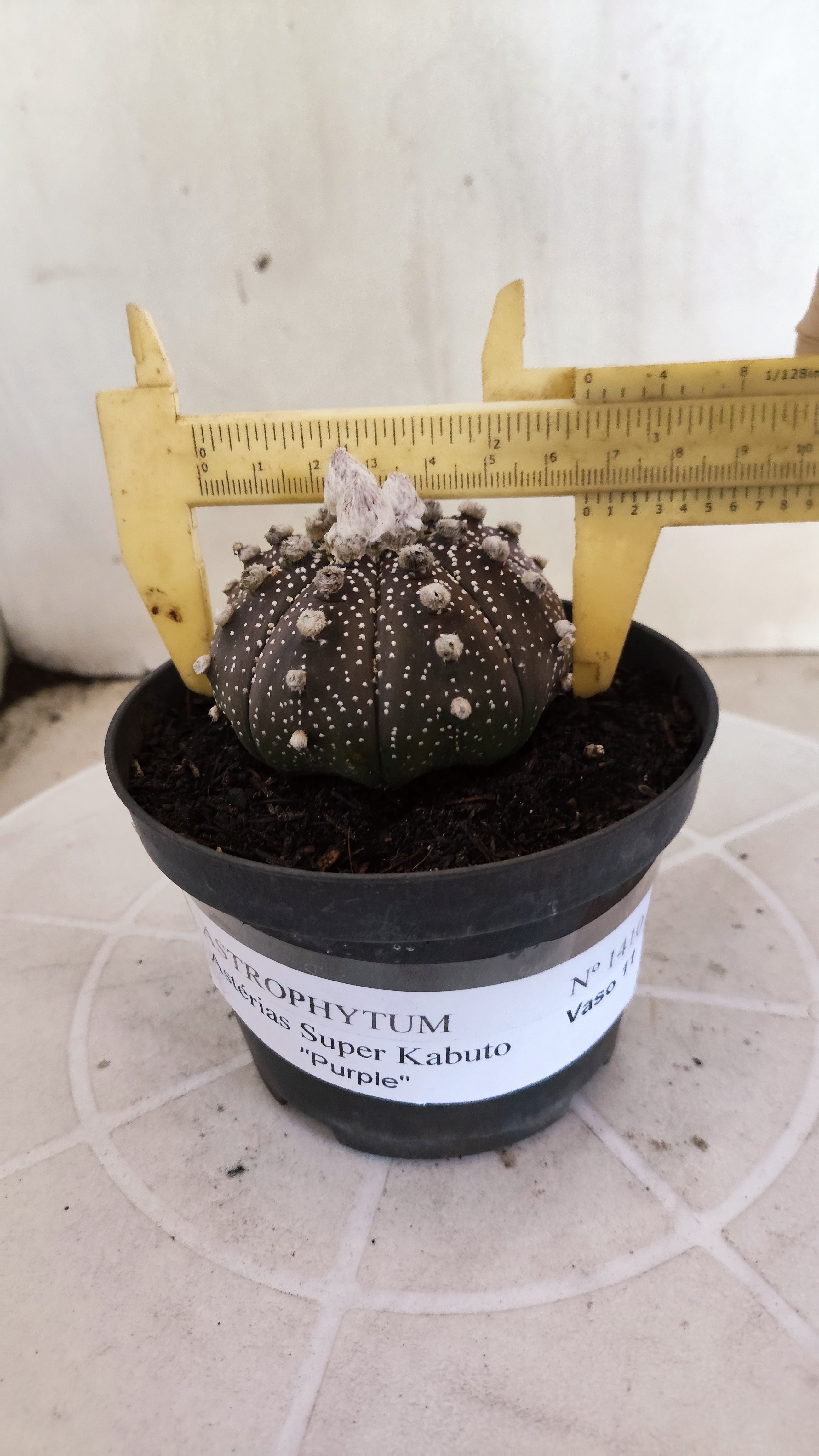 ASTROPHYTUM ASTERIAS "SUPER KABUTO - Purpke"  Nº 1410 – vaso 11