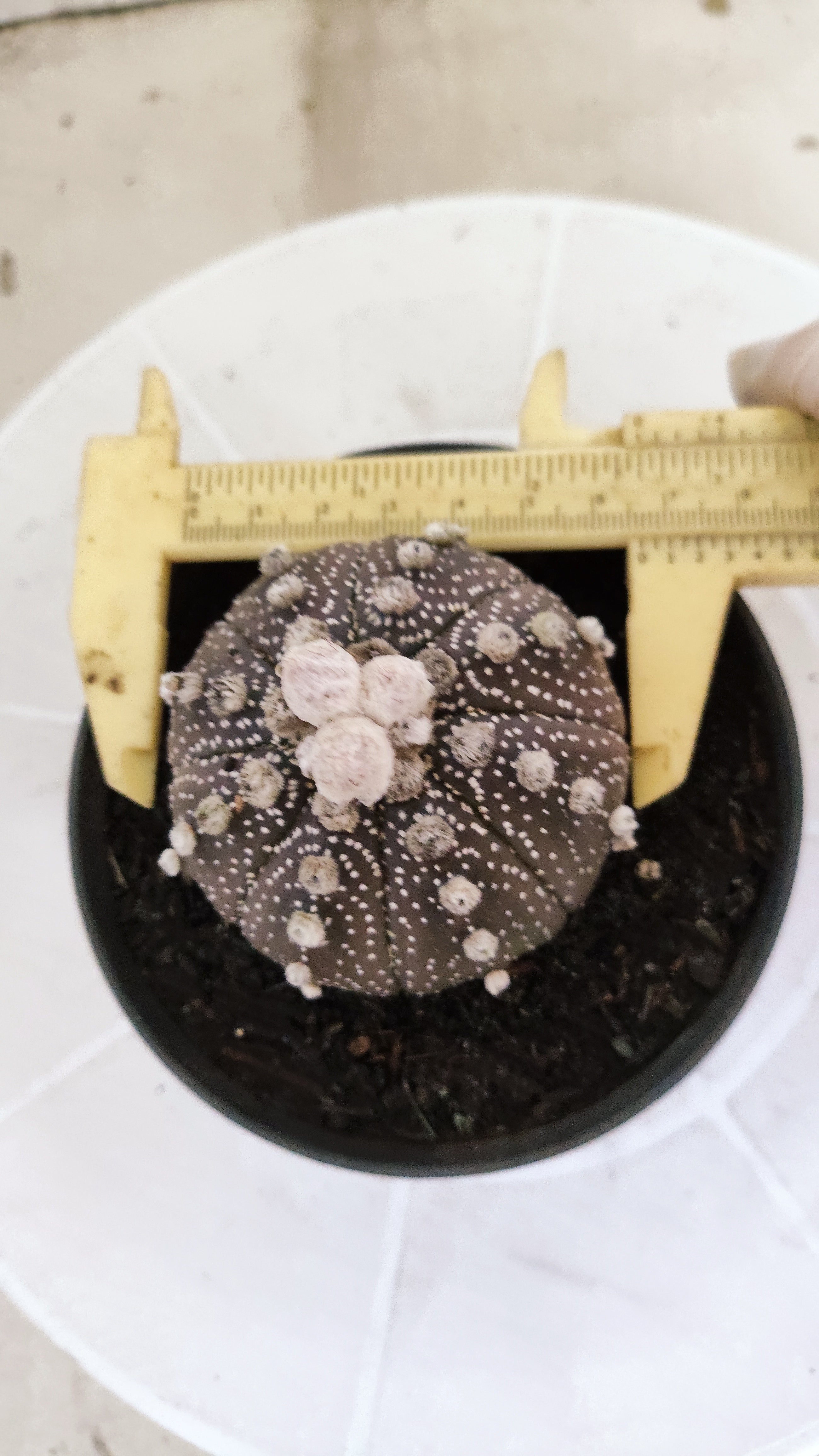 ASTROPHYTUM ASTERIAS "SUPER KABUTO - Purpke"  Nº 1410 – vaso 11