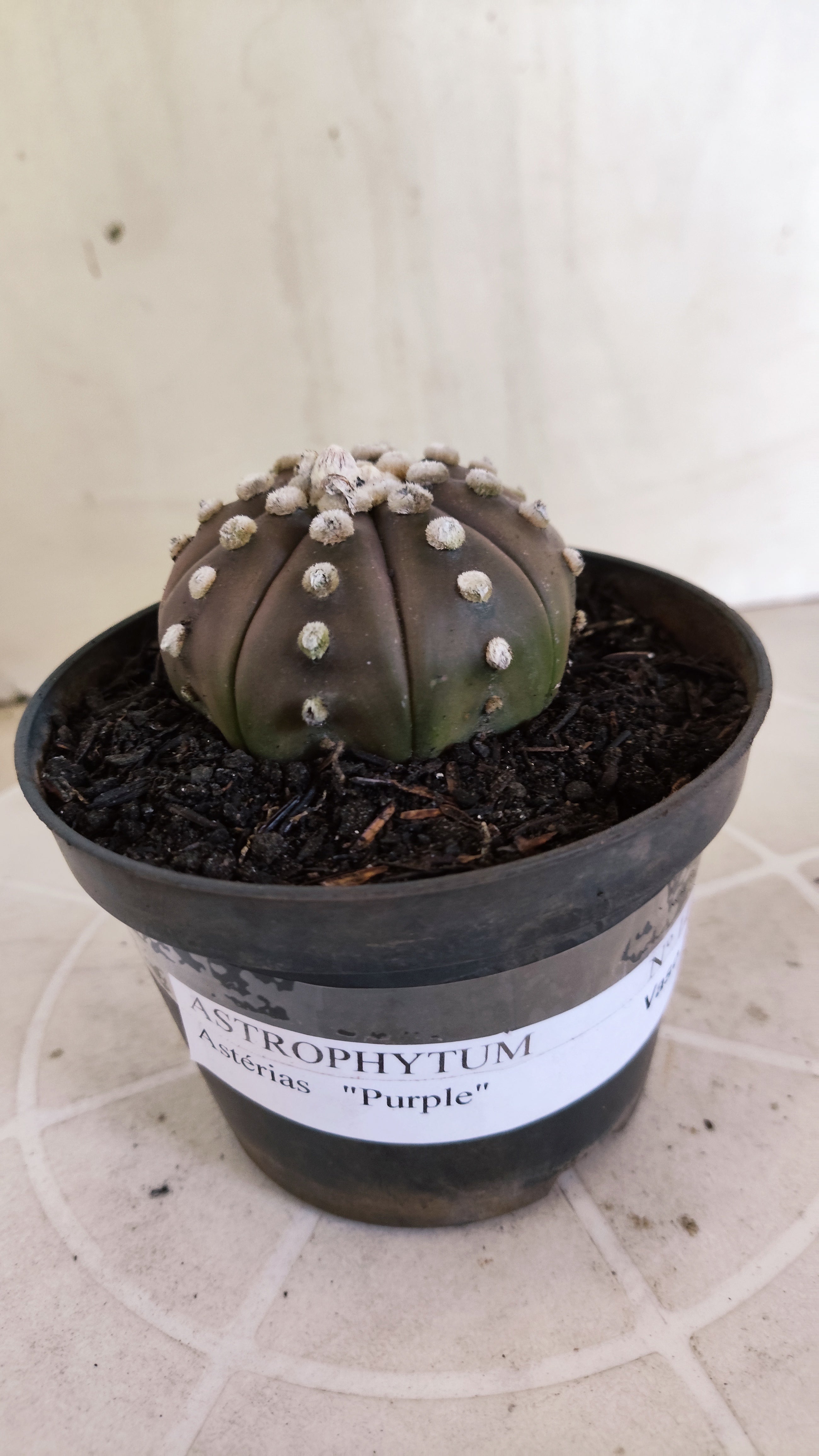 ASTROPHYTUM ASTERIAS "Purple"  Nº 1412 – vaso 11