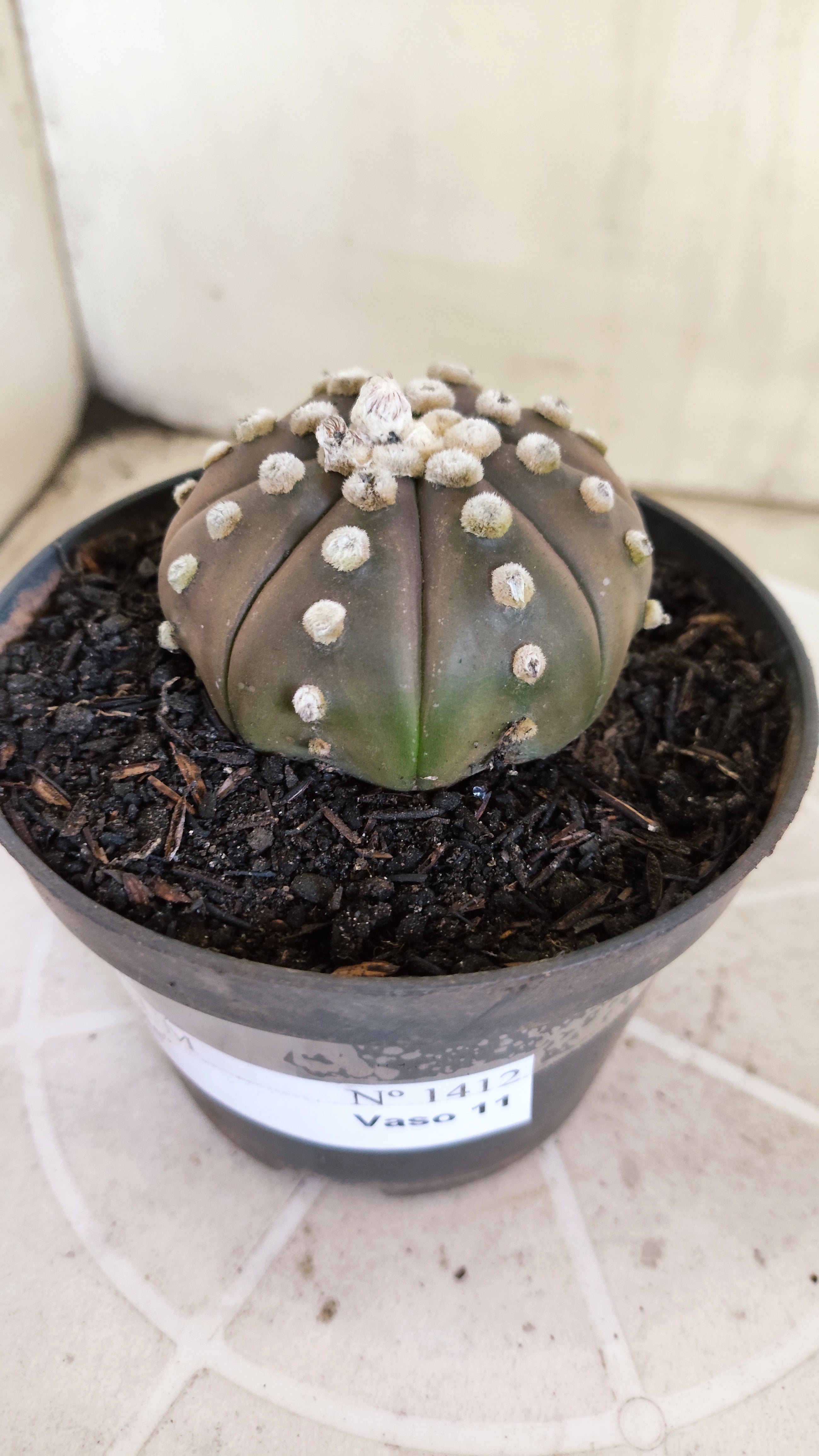 ASTROPHYTUM ASTERIAS "Purple"  Nº 1412 – vaso 11