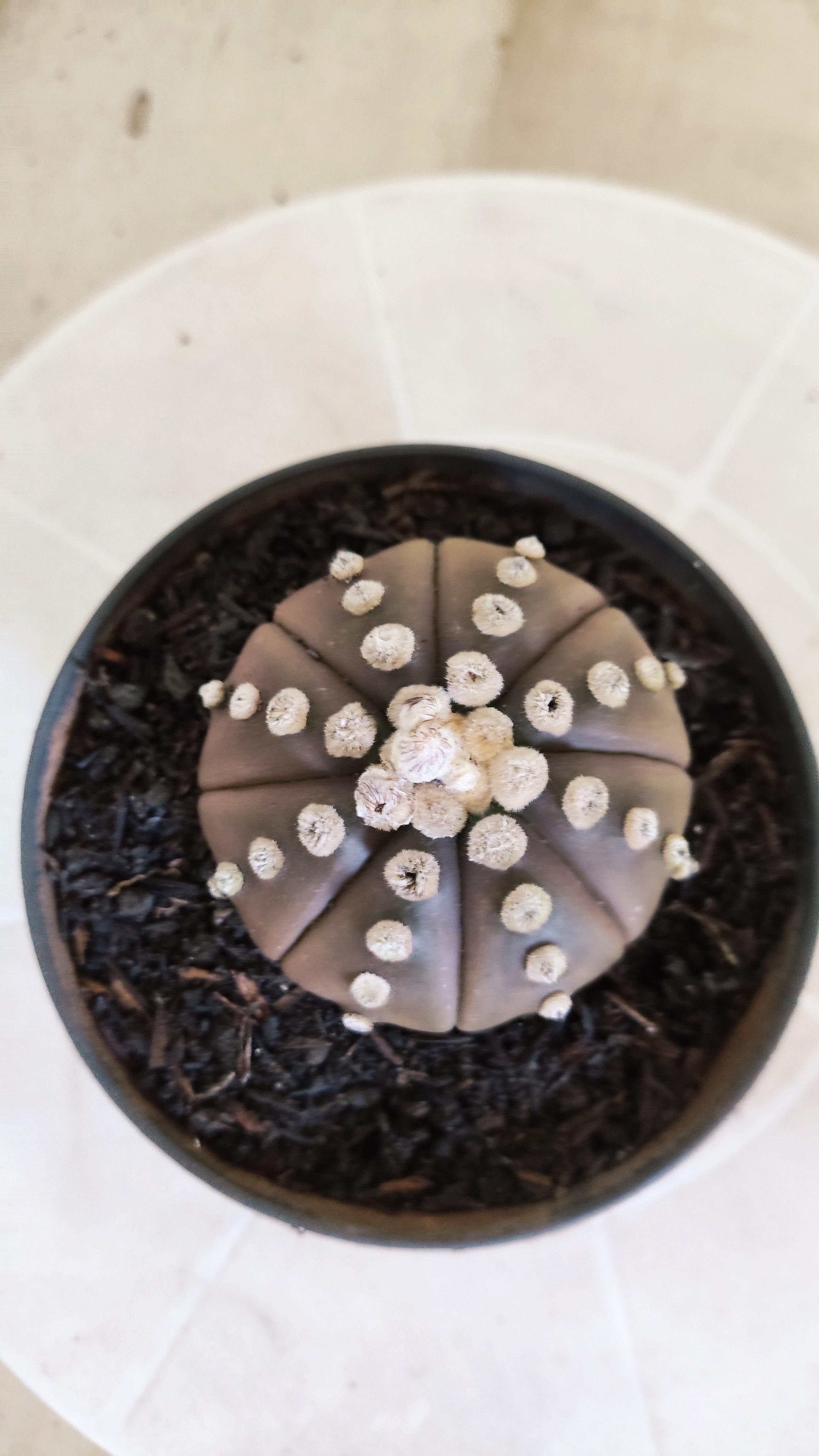 ASTROPHYTUM ASTERIAS "Purple"  Nº 1412 – vaso 11