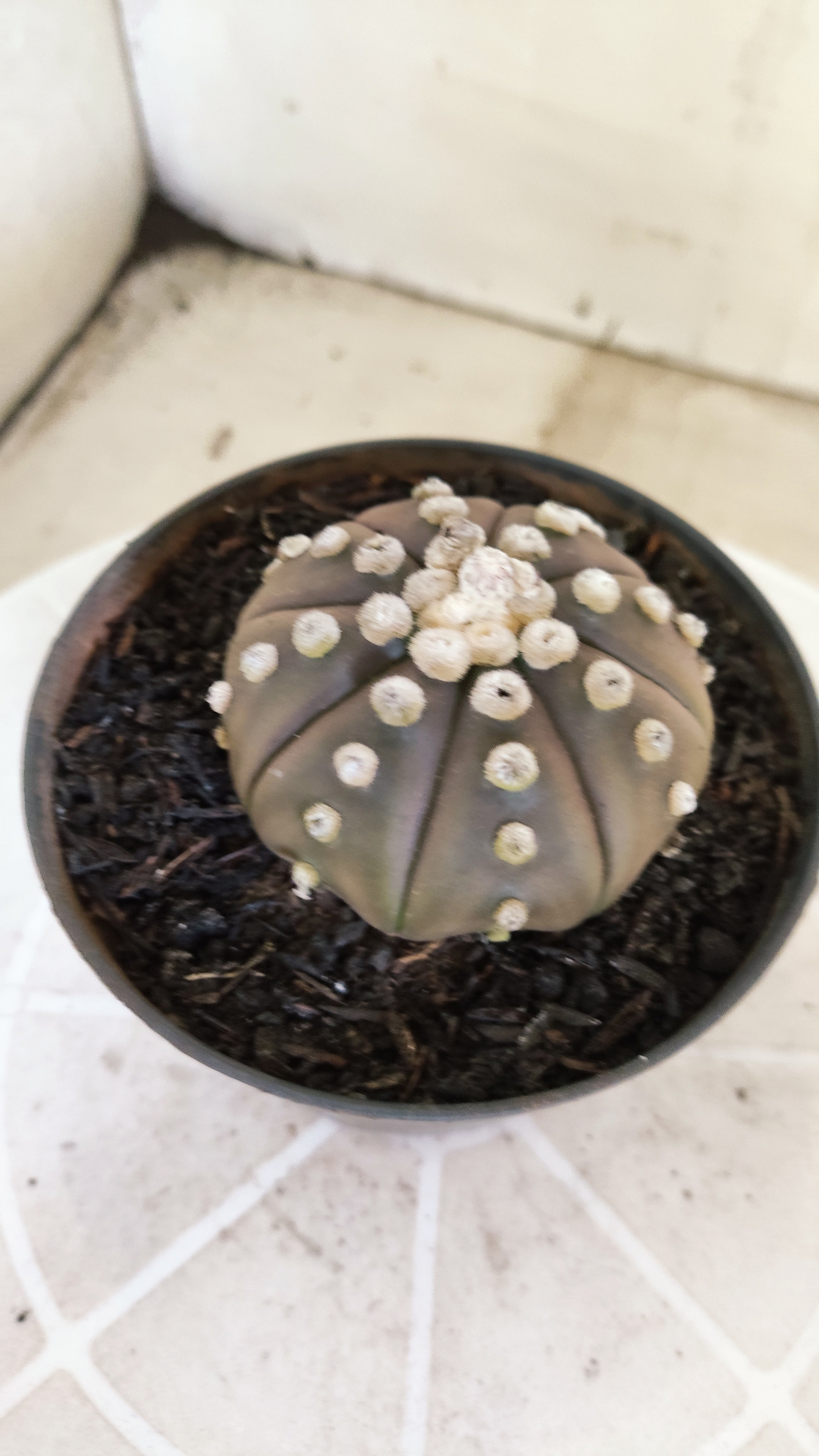 ASTROPHYTUM ASTERIAS "Purple"  Nº 1412 – vaso 11