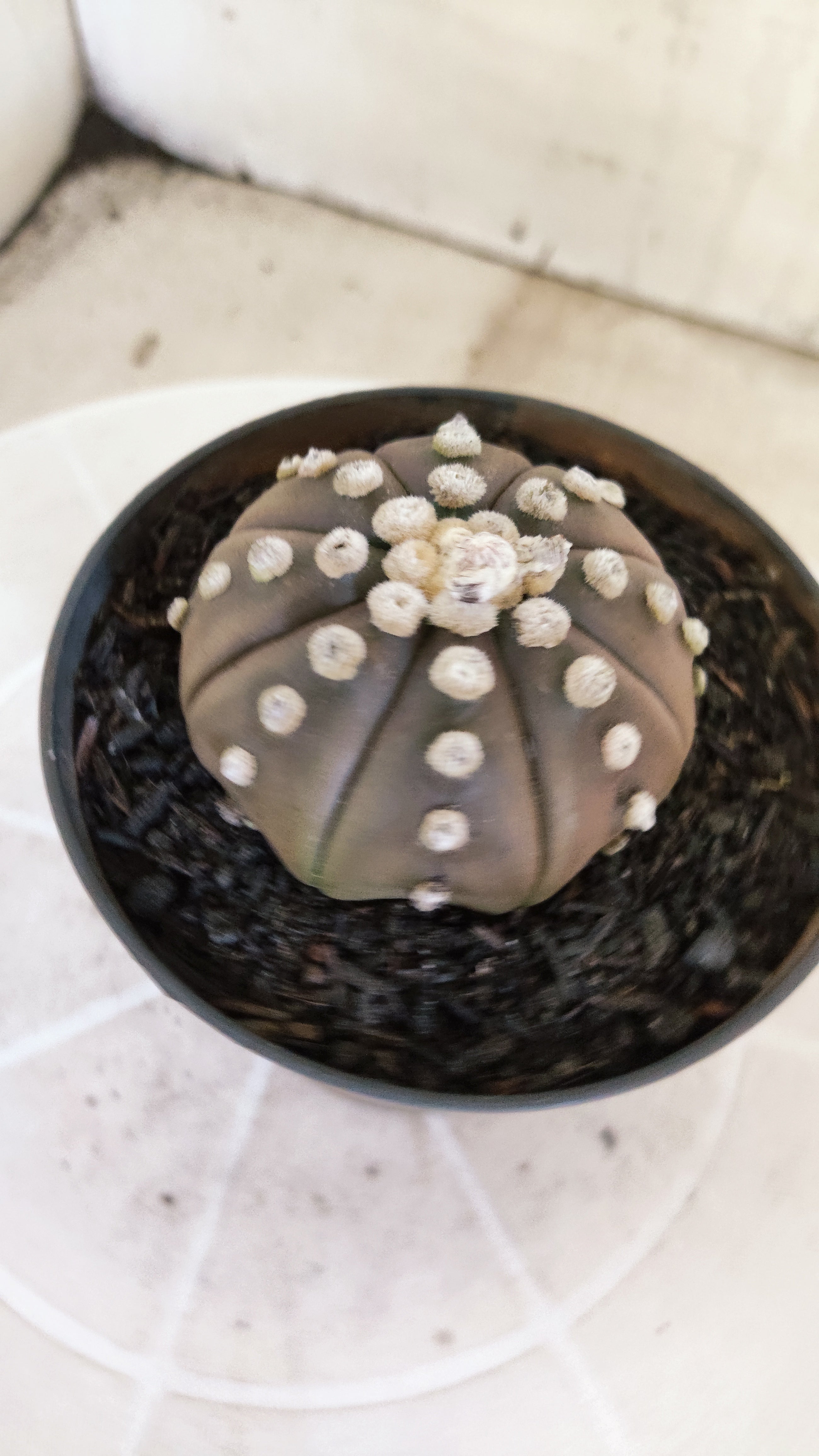 ASTROPHYTUM ASTERIAS "Purple"  Nº 1412 – vaso 11