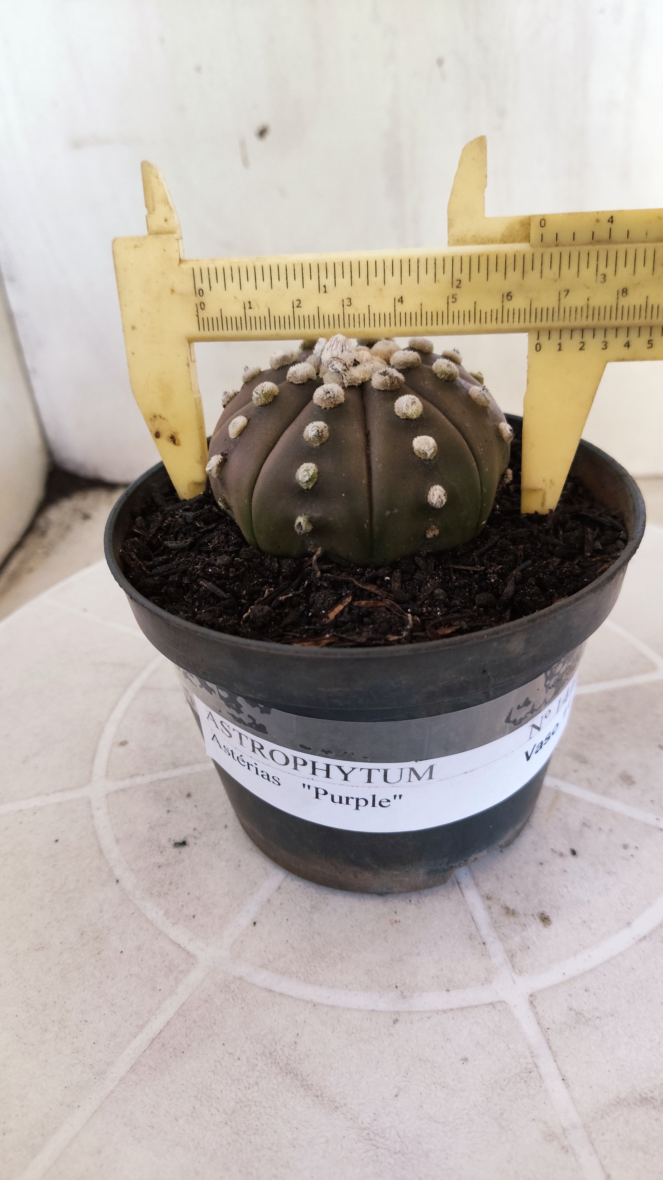 ASTROPHYTUM ASTERIAS "Purple"  Nº 1412 – vaso 11