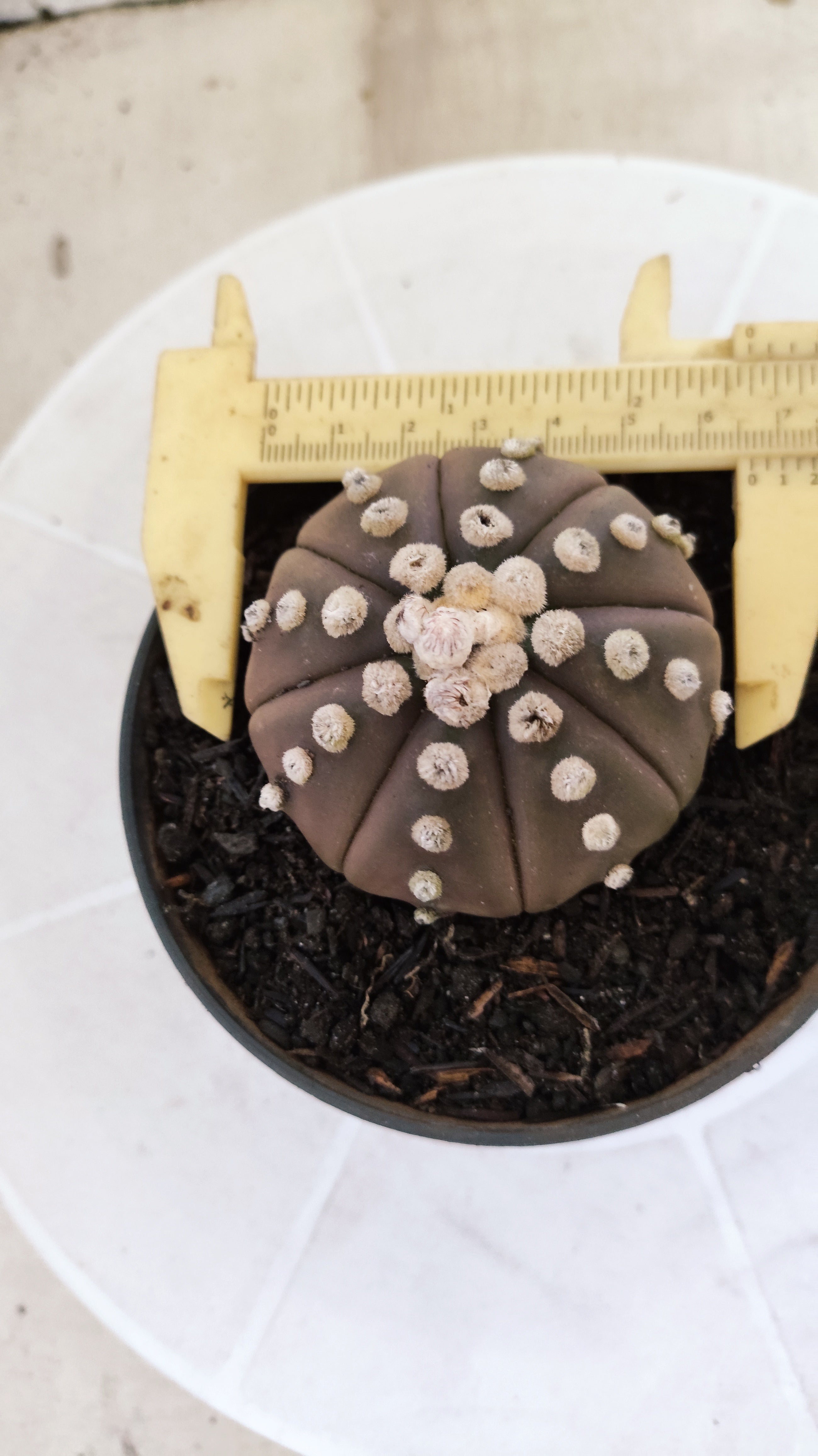 ASTROPHYTUM ASTERIAS "Purple"  Nº 1412 – vaso 11