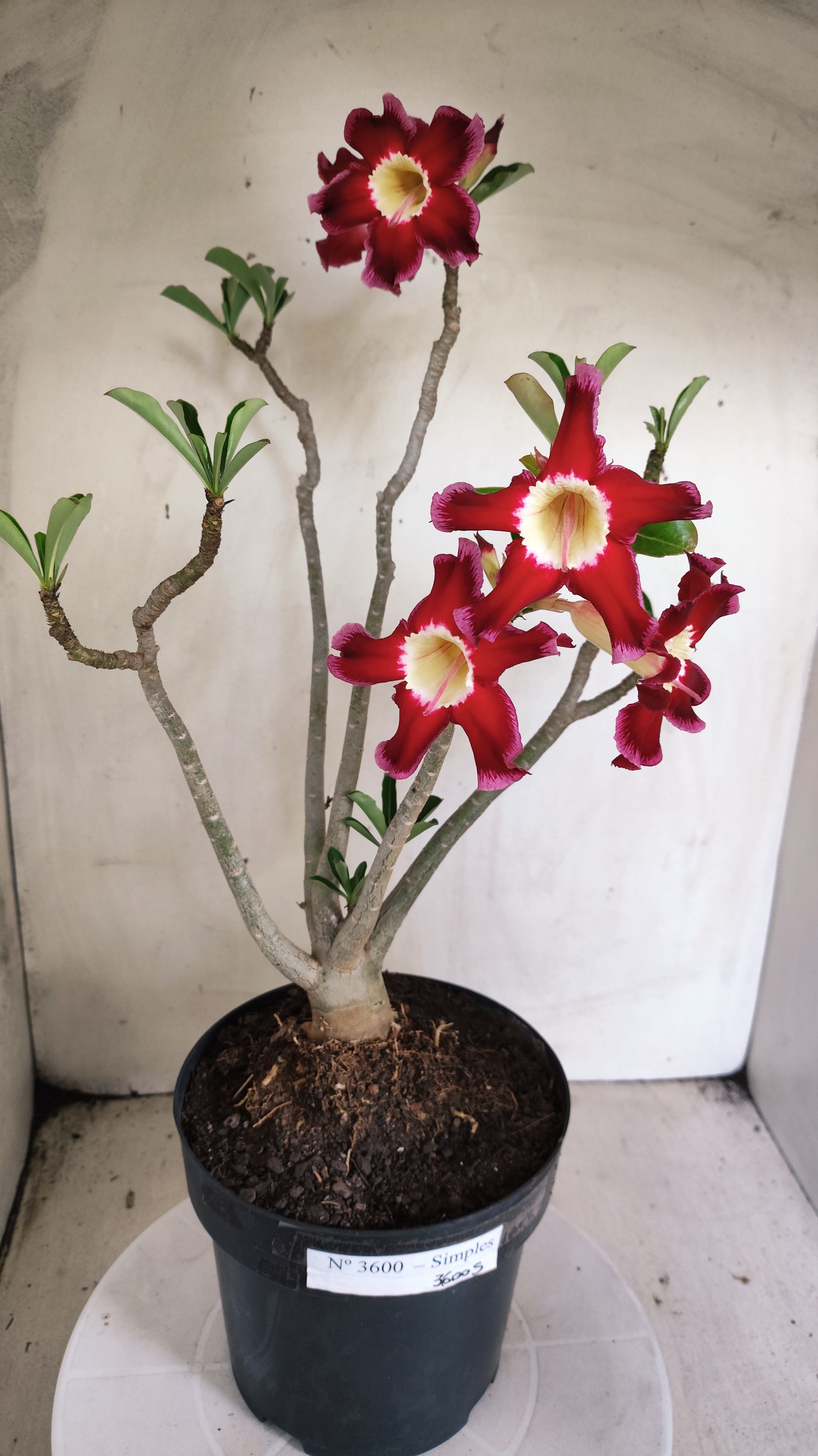 Planta Simples 3600 – 40cm – 03 anos - vaso 17