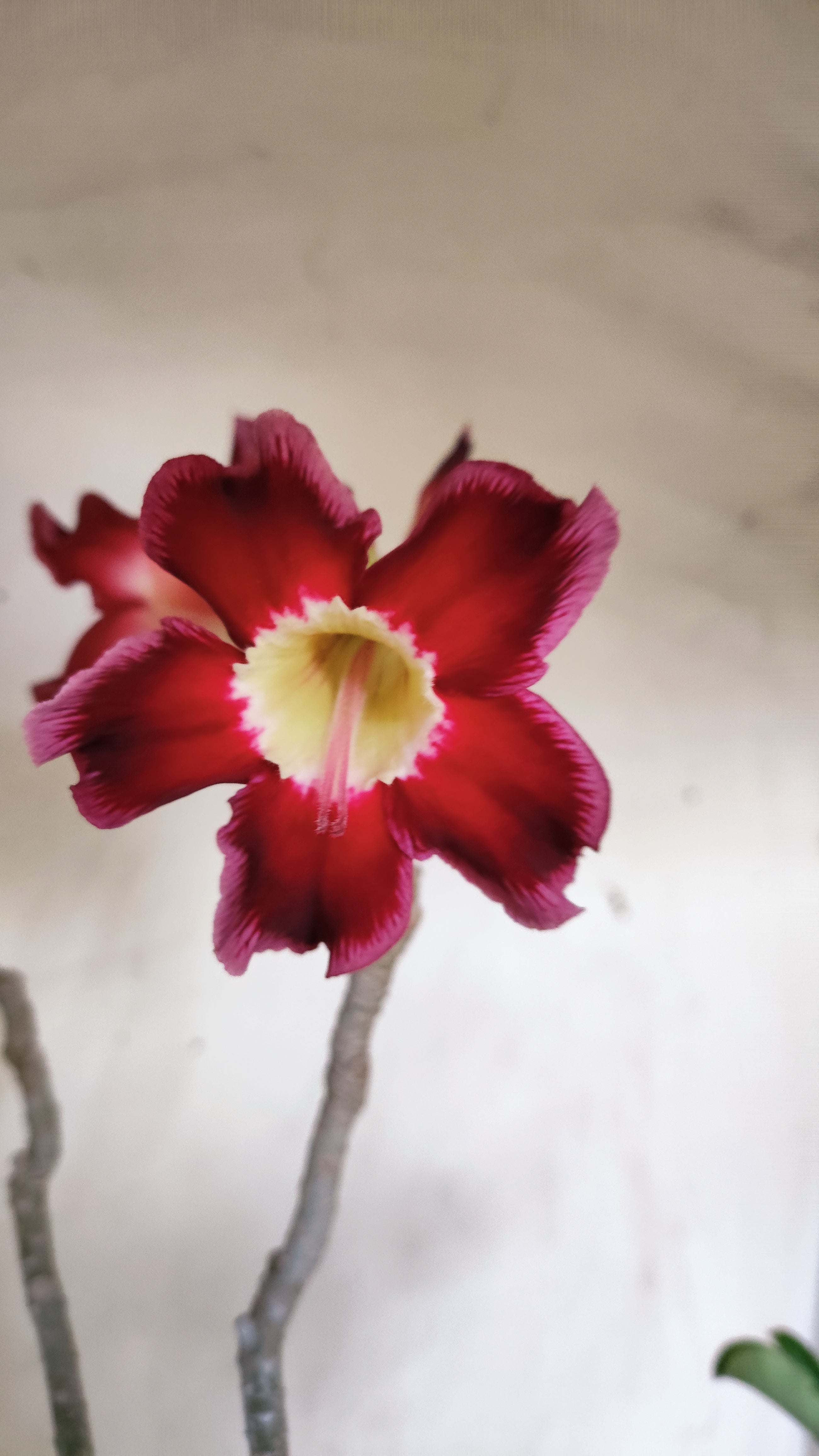 Planta Simples 3600 – 40cm – 03 anos - vaso 17