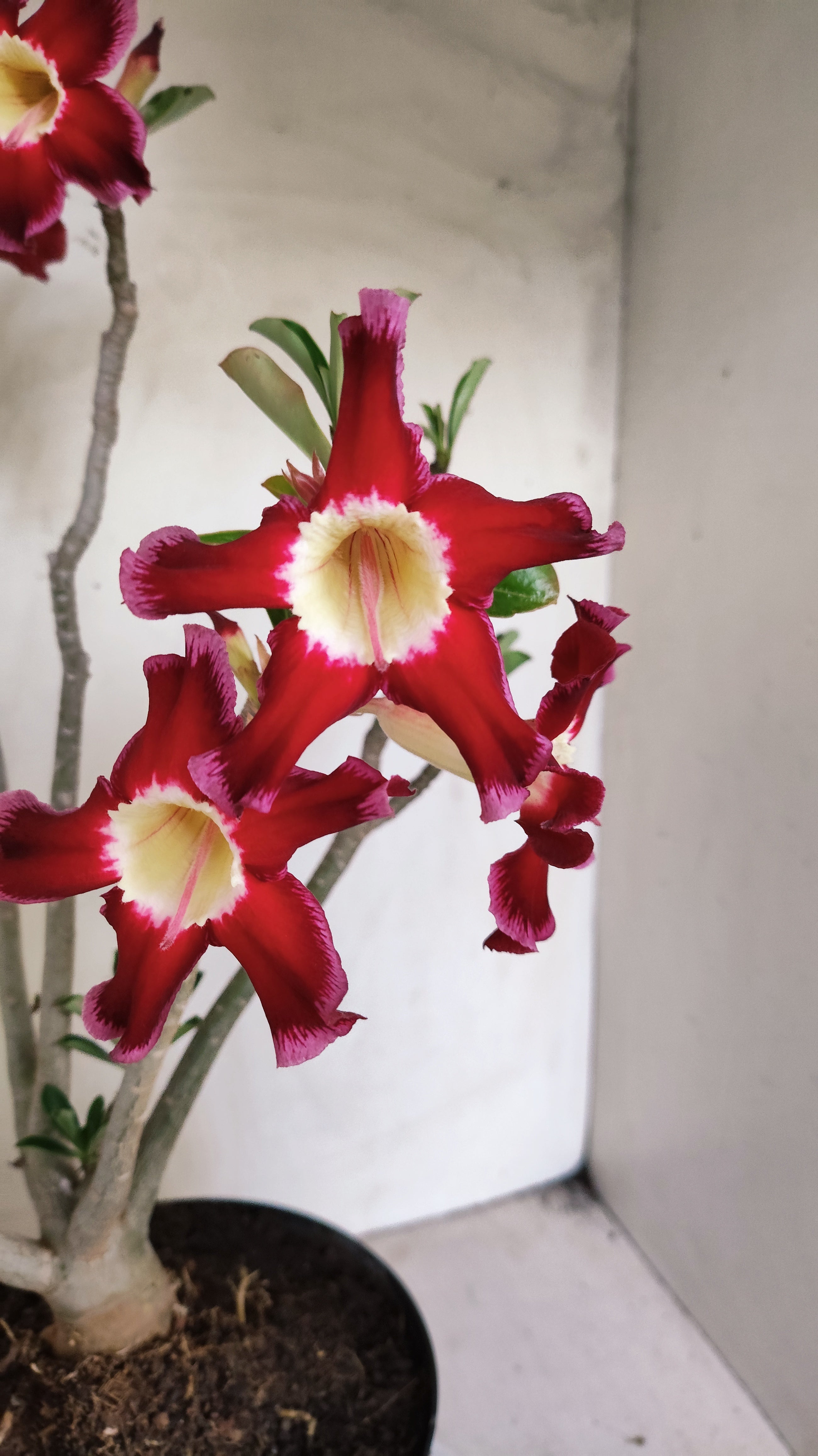 Planta Simples 3600 – 40cm – 03 anos - vaso 17
