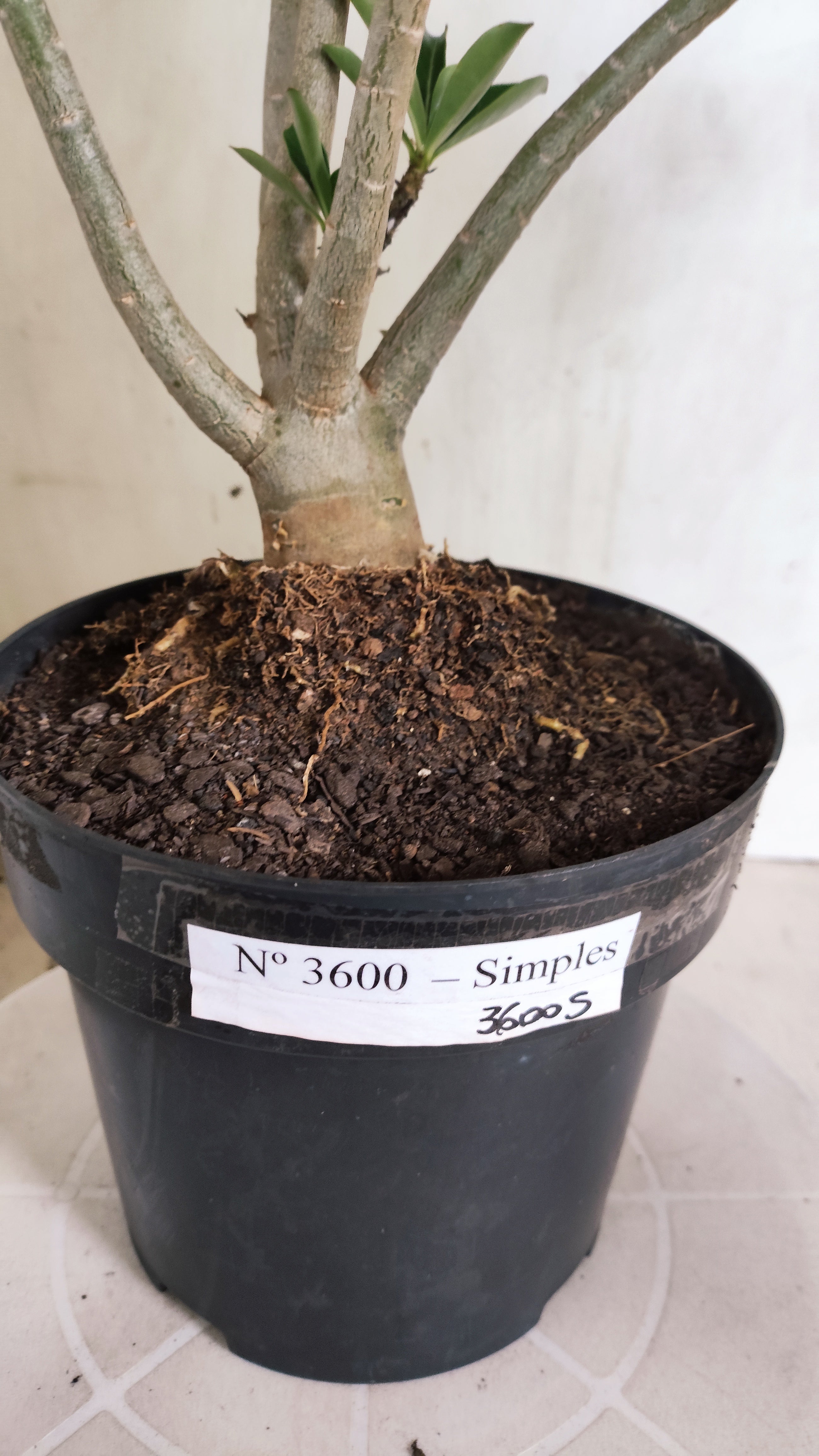 Planta Simples 3600 – 40cm – 03 anos - vaso 17