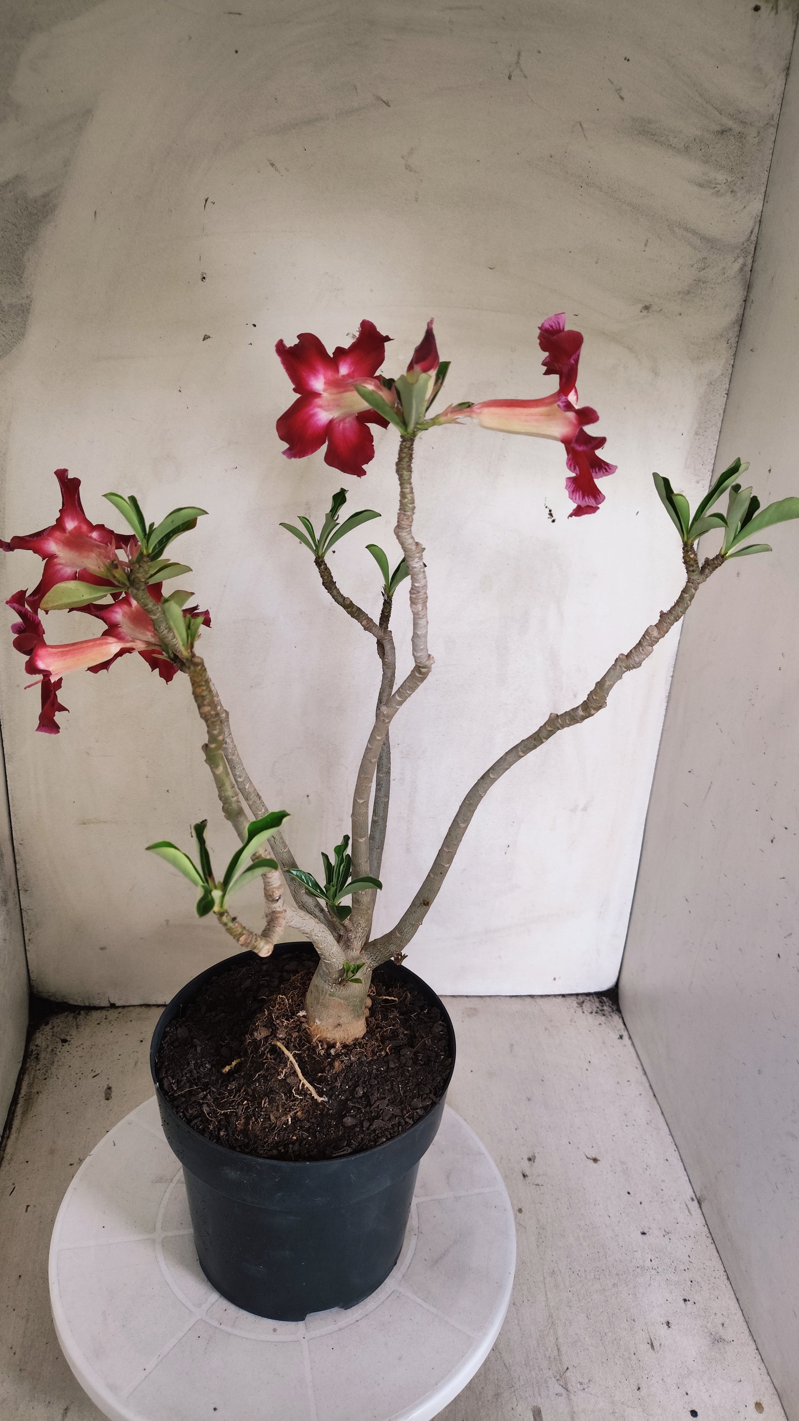 Planta Simples 3600 – 40cm – 03 anos - vaso 17