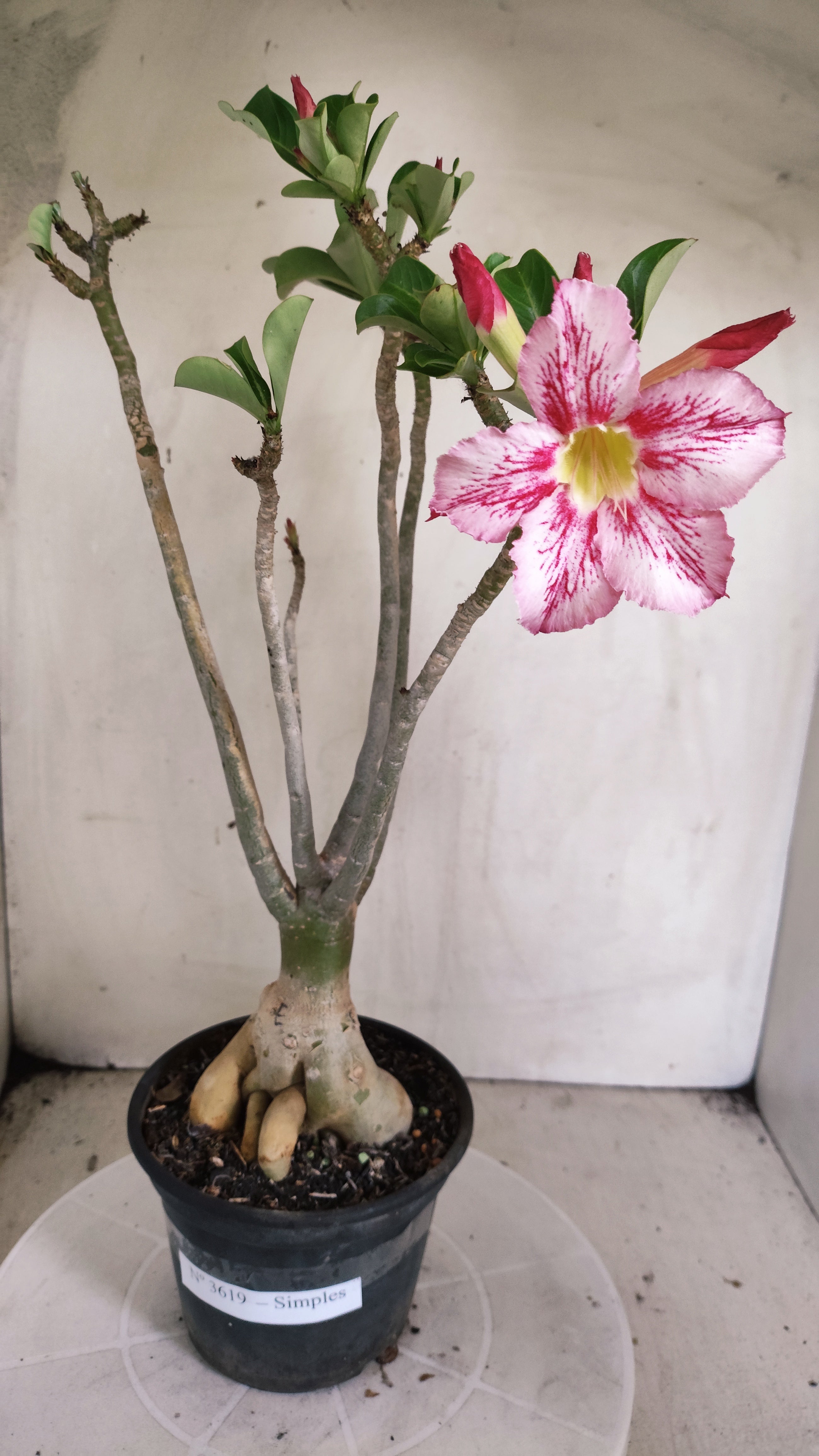 Planta Simples 3619 – 35cm – 03 anos - vaso 15