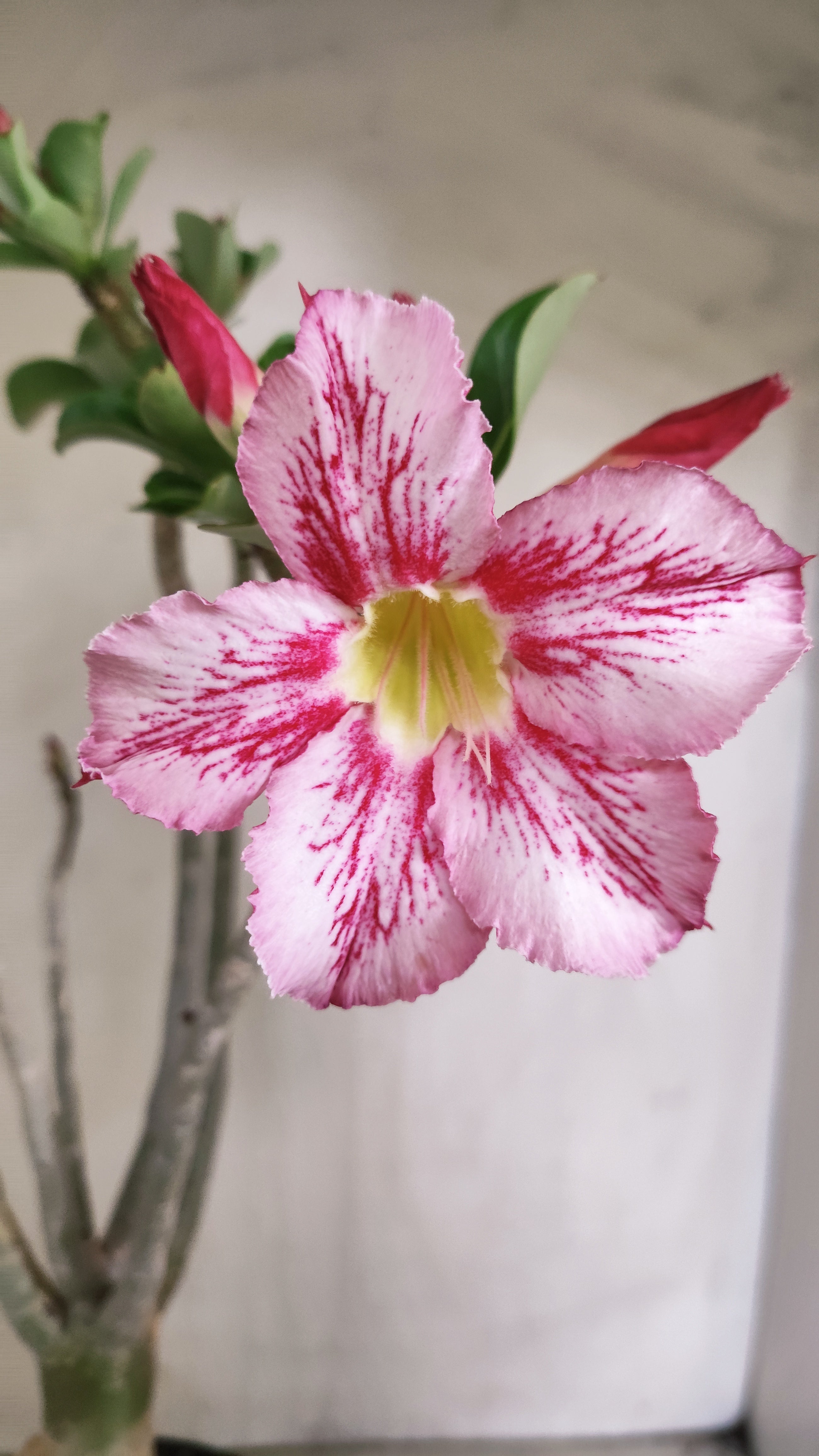 Planta Simples 3619 – 35cm – 03 anos - vaso 15