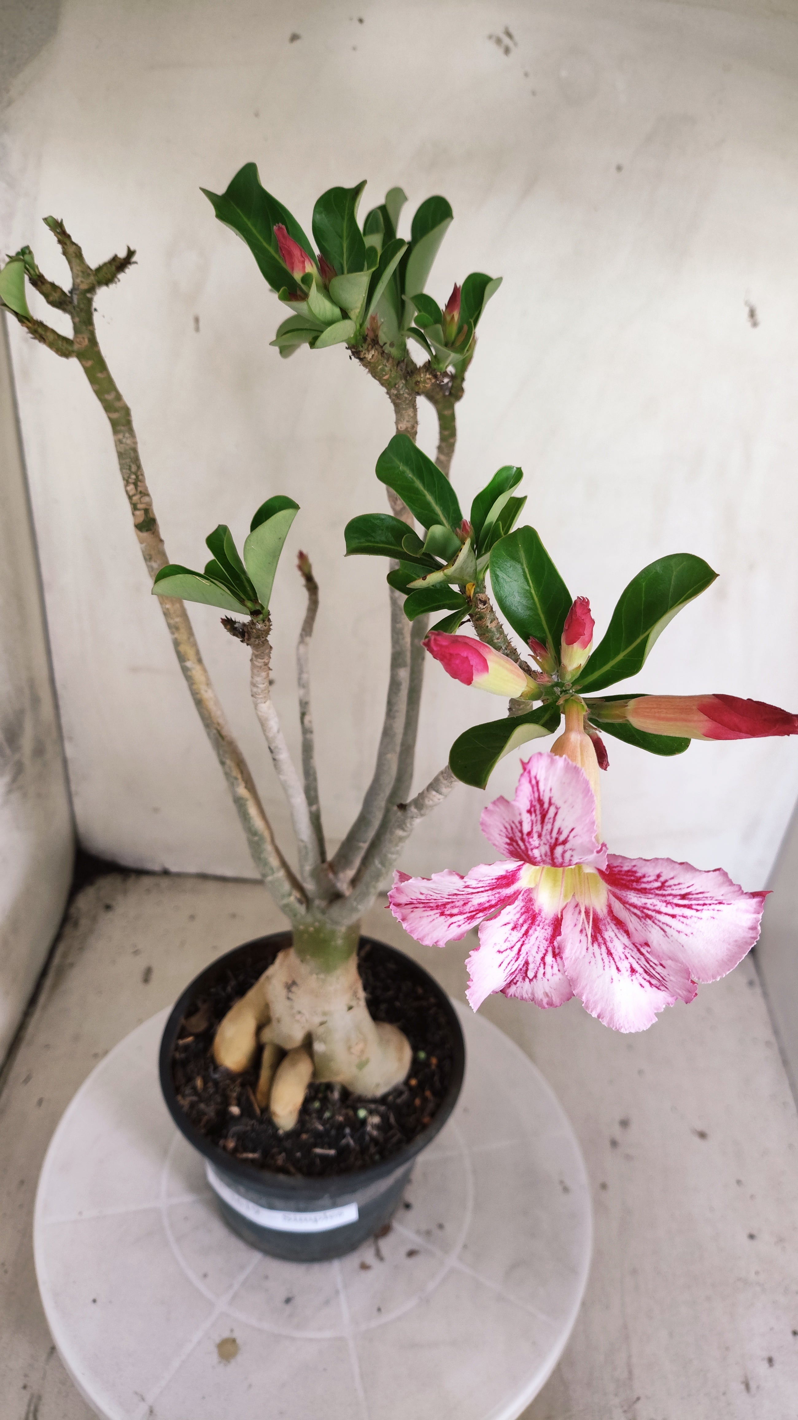 Planta Simples 3619 – 35cm – 03 anos - vaso 15