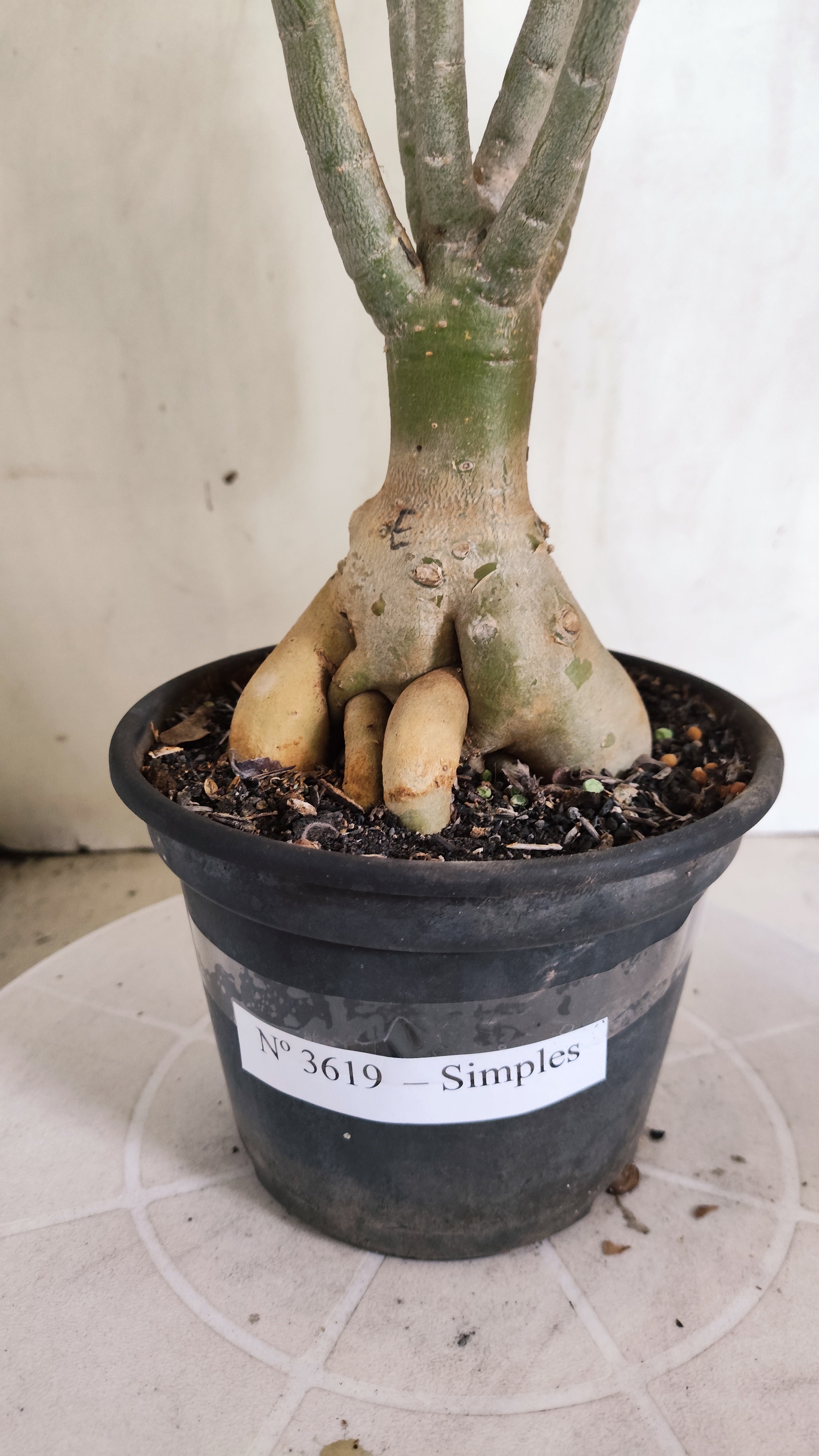Planta Simples 3619 – 35cm – 03 anos - vaso 15