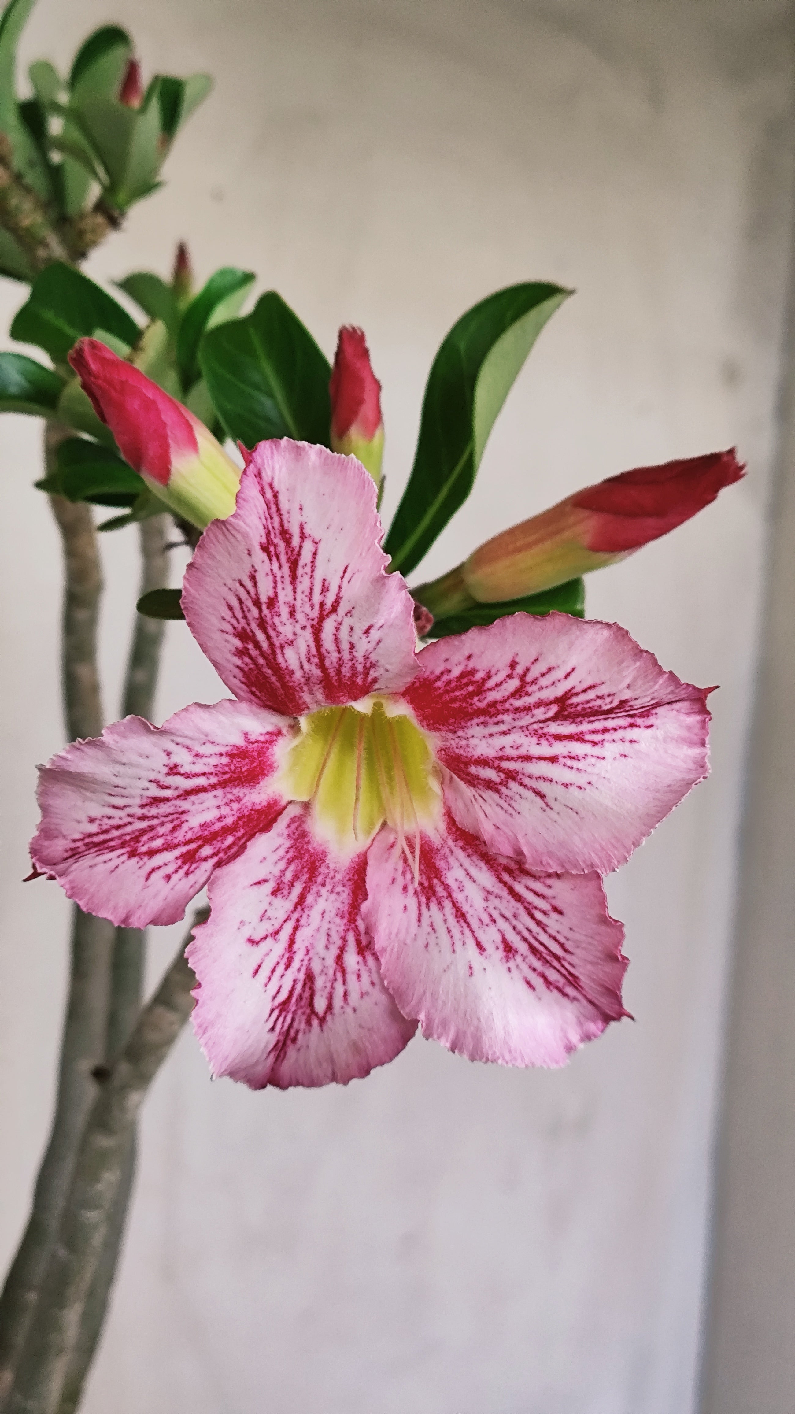 Planta Simples 3619 – 35cm – 03 anos - vaso 15