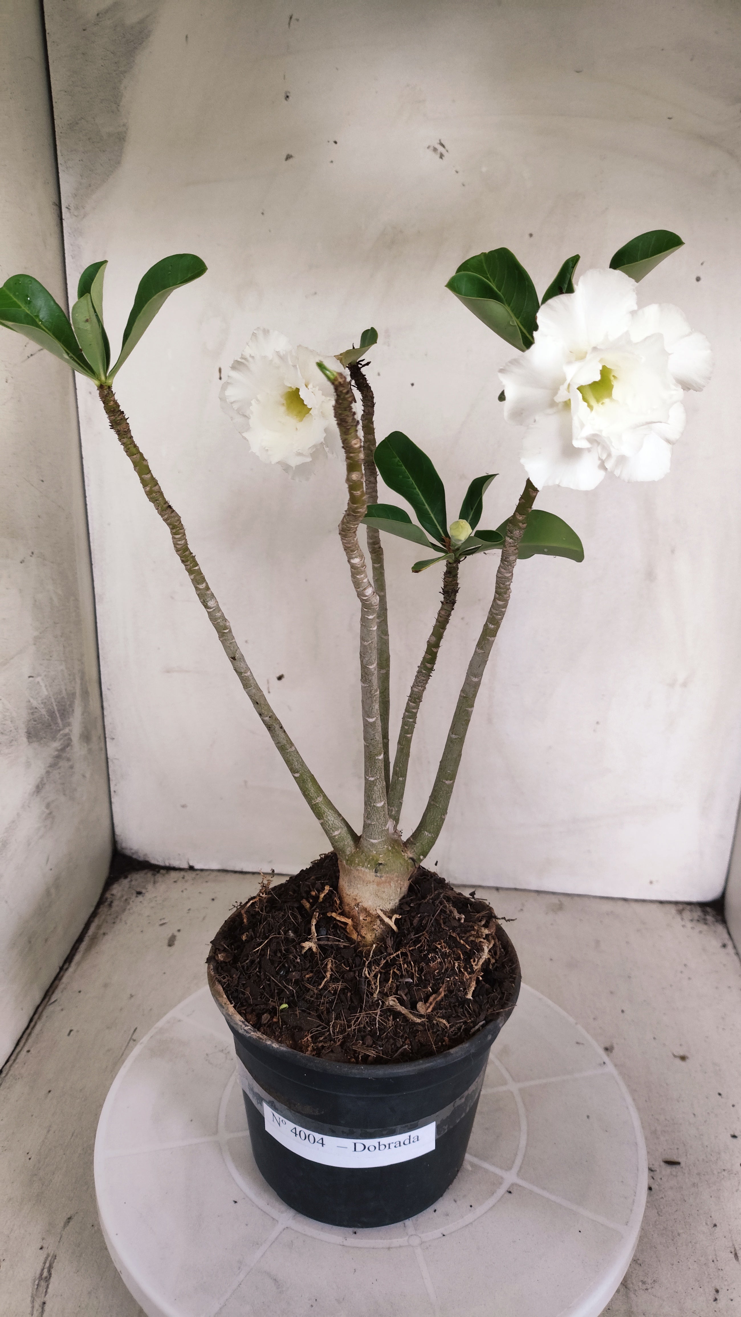 Planta Dobrada 4004 – 35cm – 03 anos - Vaso 15
