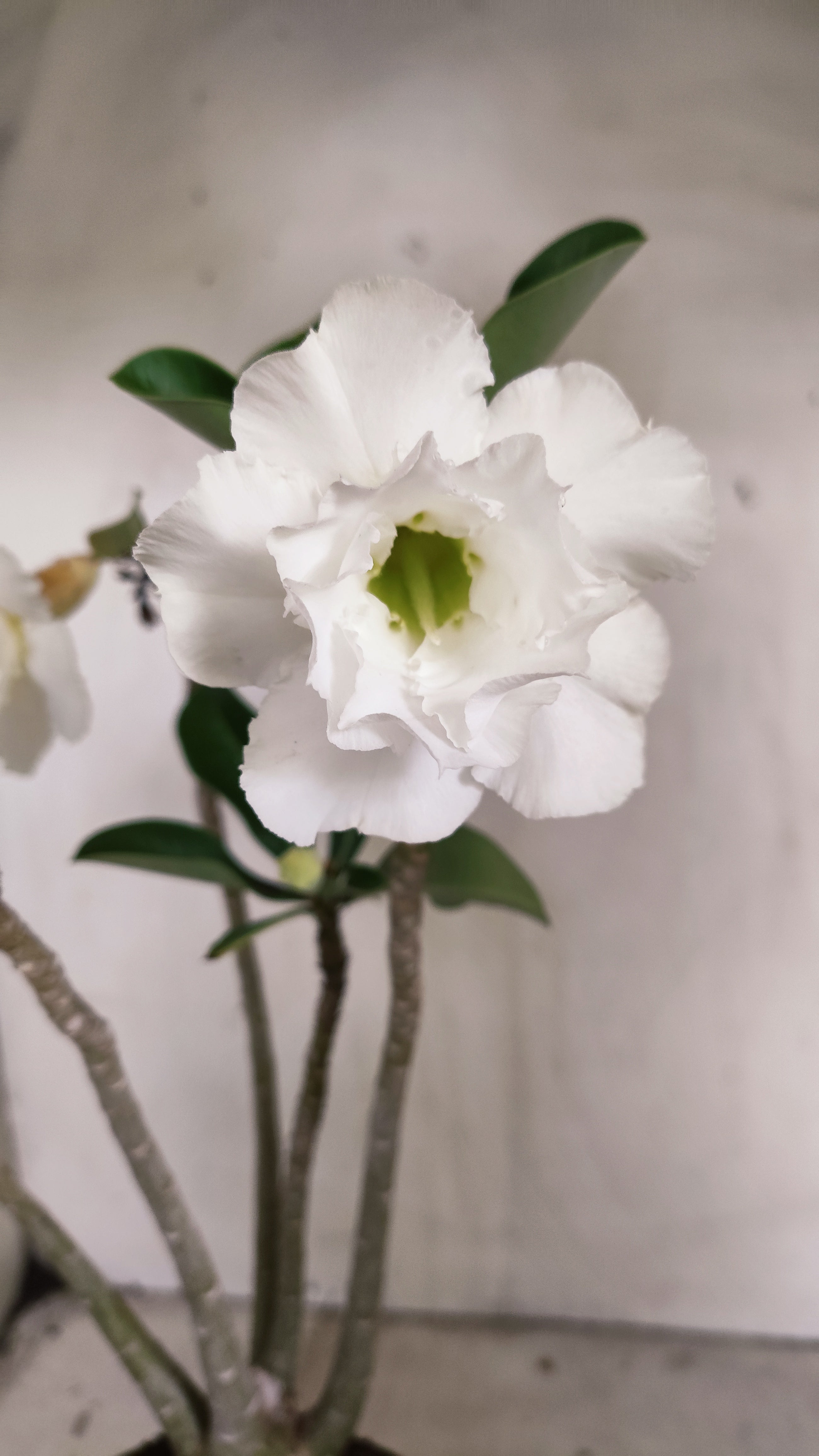 Planta Dobrada 4004 – 35cm – 03 anos - Vaso 15
