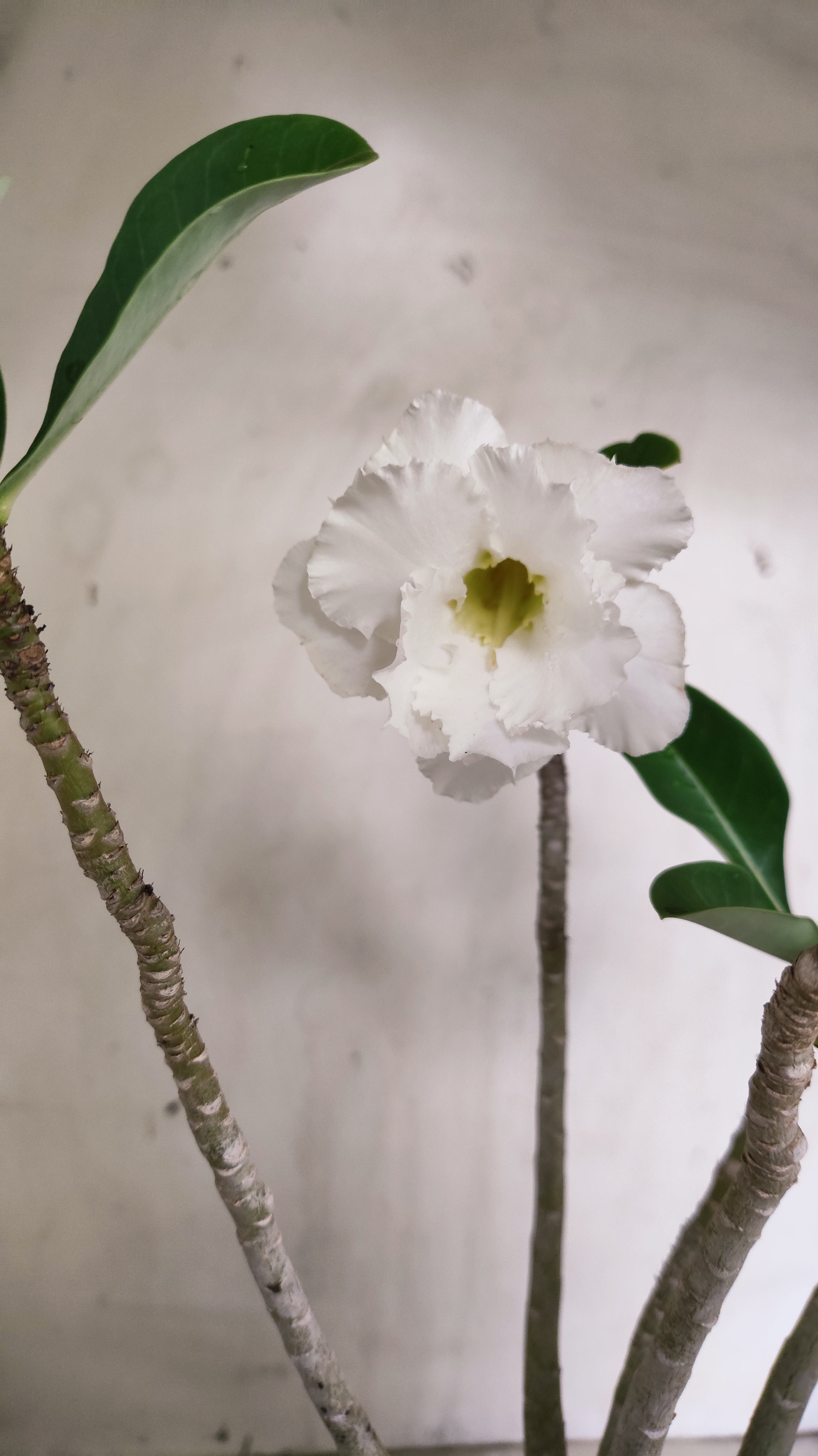 Planta Dobrada 4004 – 35cm – 03 anos - Vaso 15