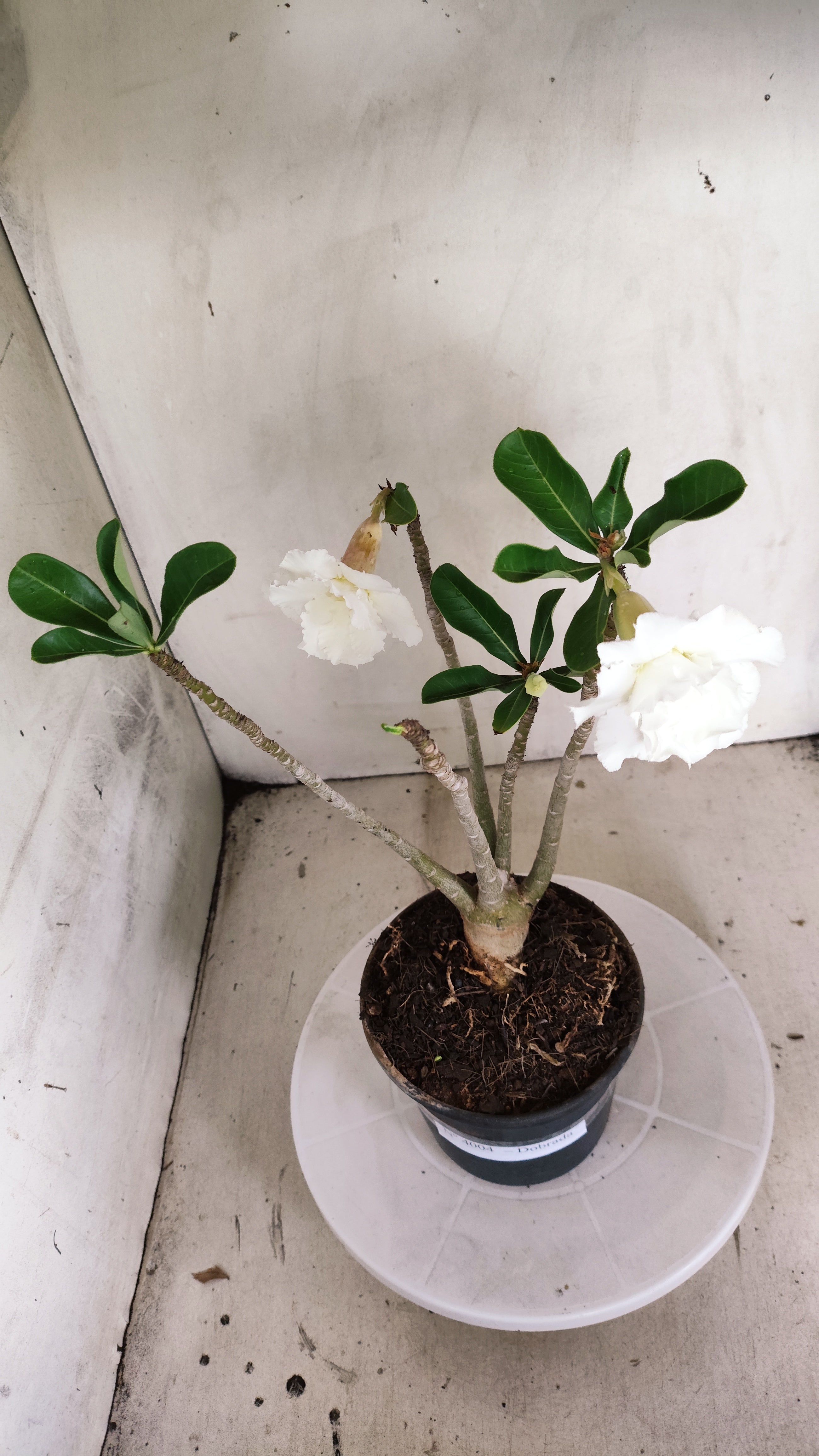 Planta Dobrada 4004 – 35cm – 03 anos - Vaso 15