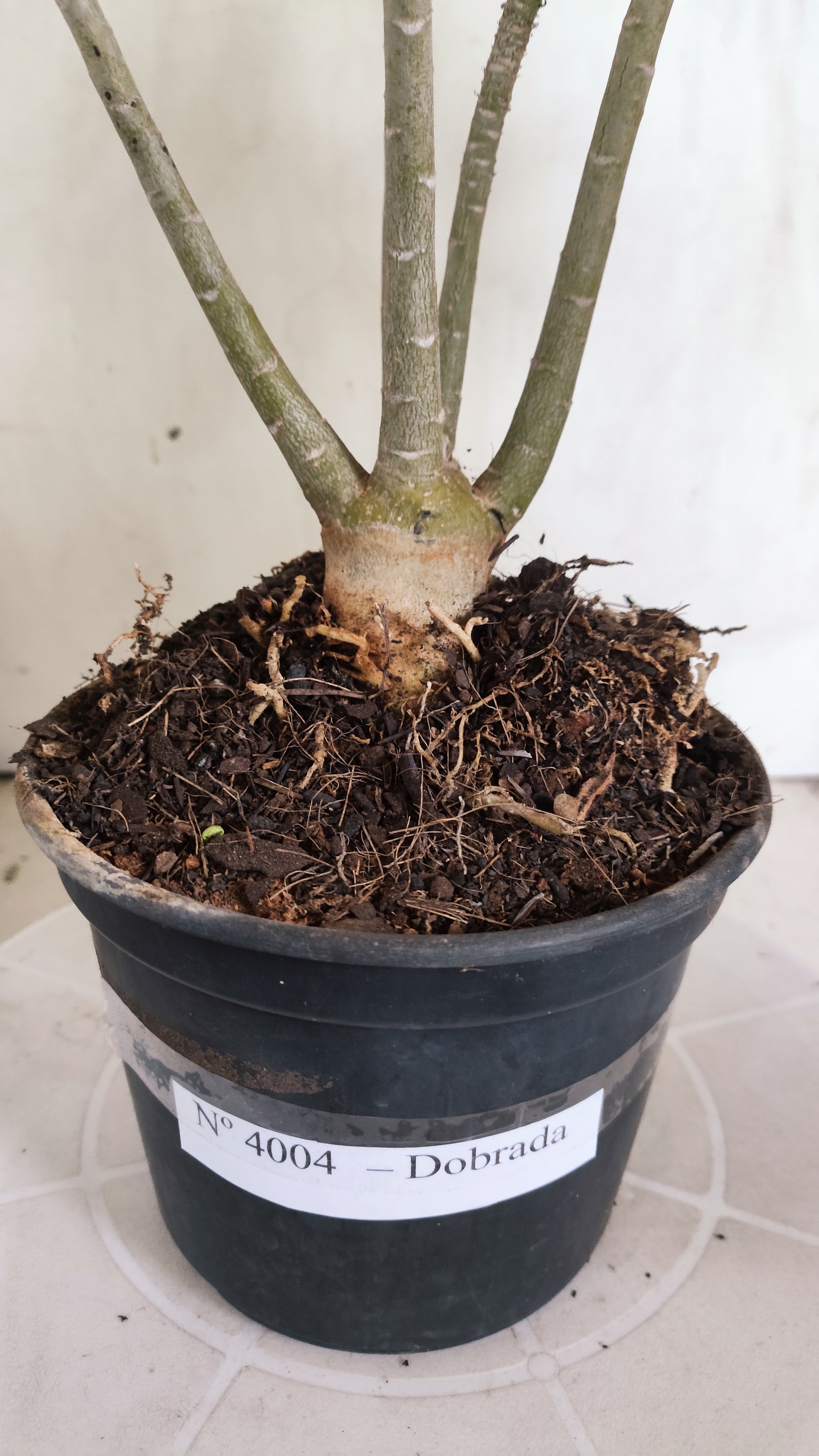 Planta Dobrada 4004 – 35cm – 03 anos - Vaso 15