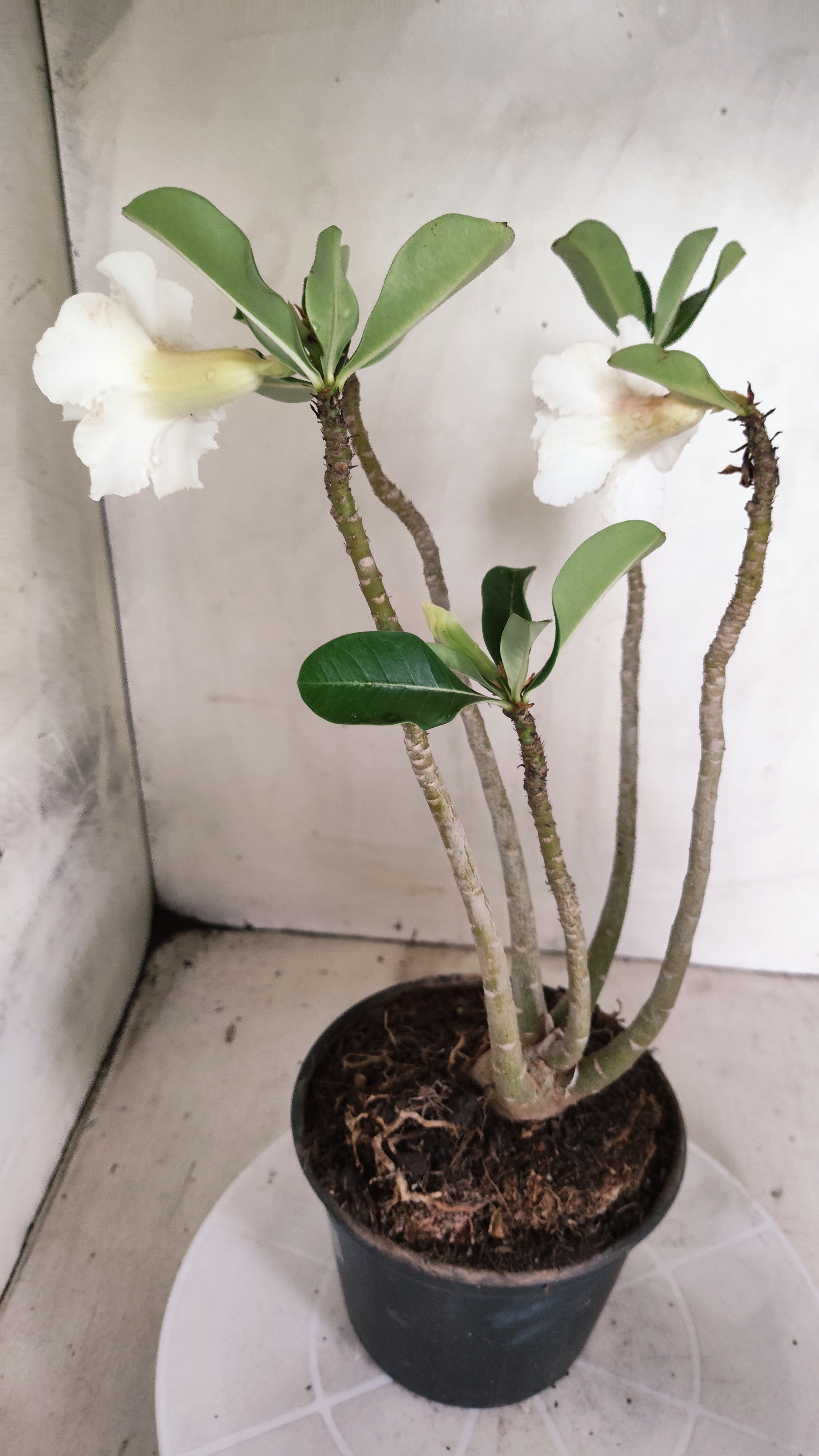 Planta Dobrada 4004 – 35cm – 03 anos - Vaso 15